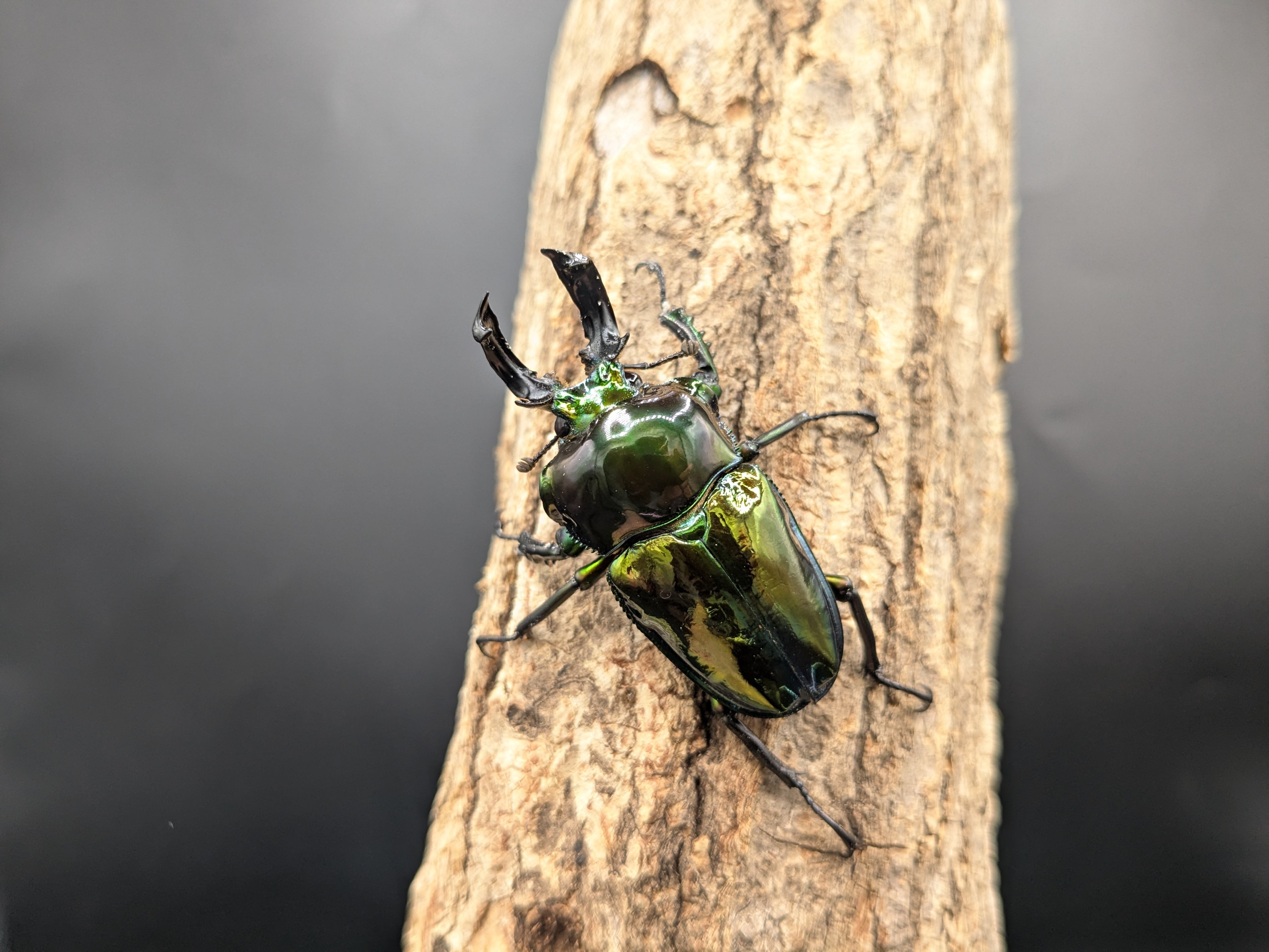 ニジイロクワガタ グリーンピカール ♂50mm♀38mmペア ④