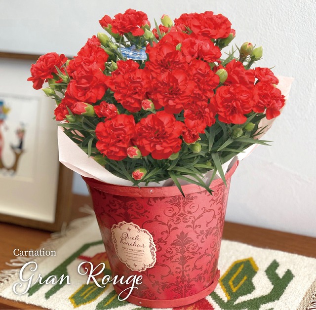 【母の日】真っ赤なカーネーションの鉢植え「グランルージュ」