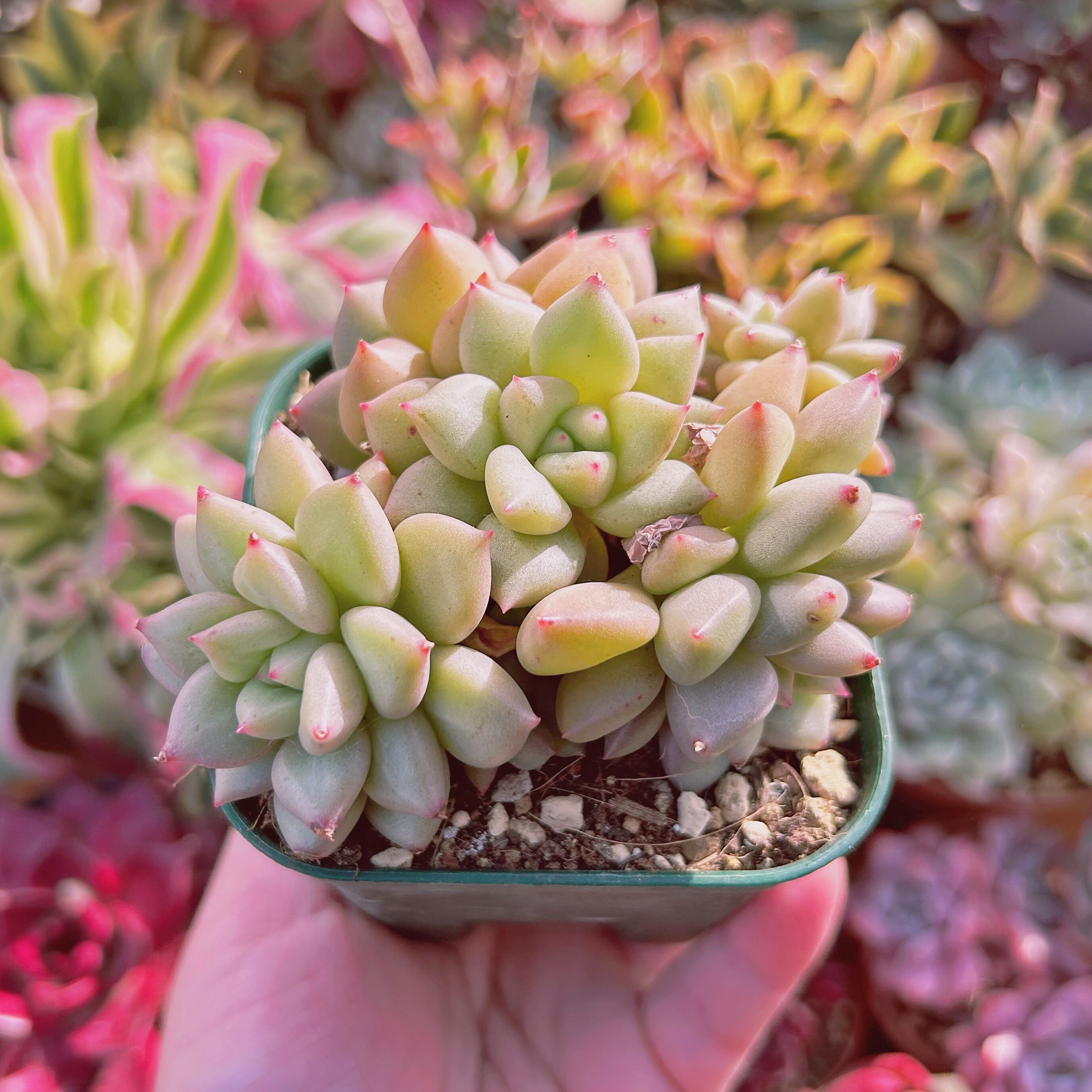 現物 多肉植物 アイボリー | るる農園~多肉植物専門