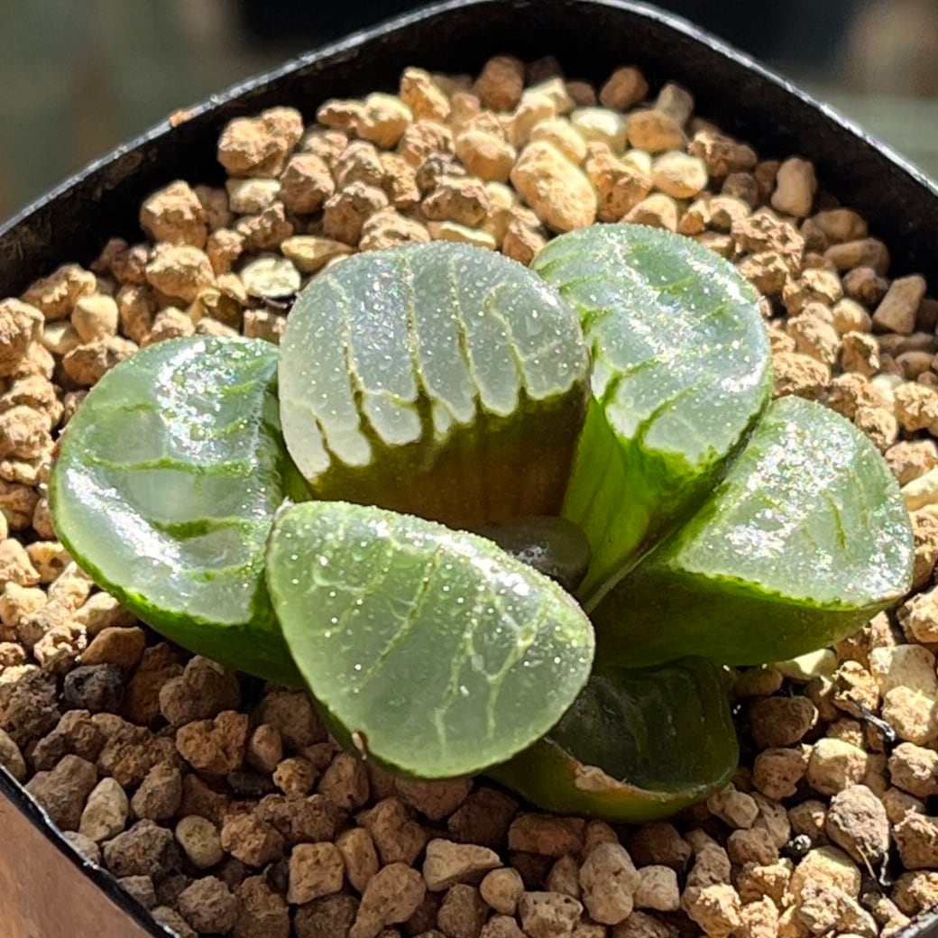 専用 丸葉ピクタ錦+ジェリーフィッシュ錦 ハオルチア ジェリーフィッシュ錦① | mocono_plants