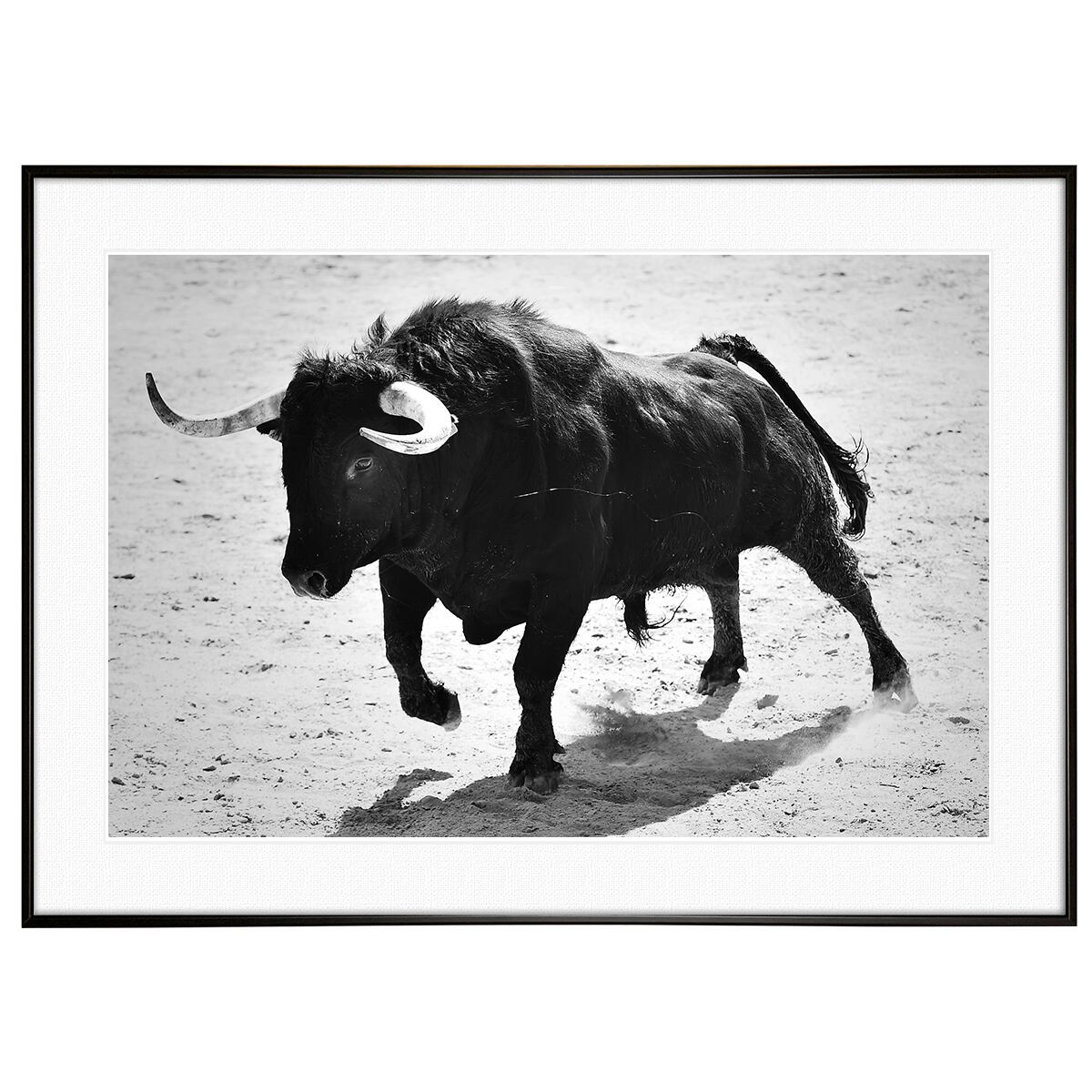 動物写真 闘牛 インテリア モノクロアートポスター額装 AS3144