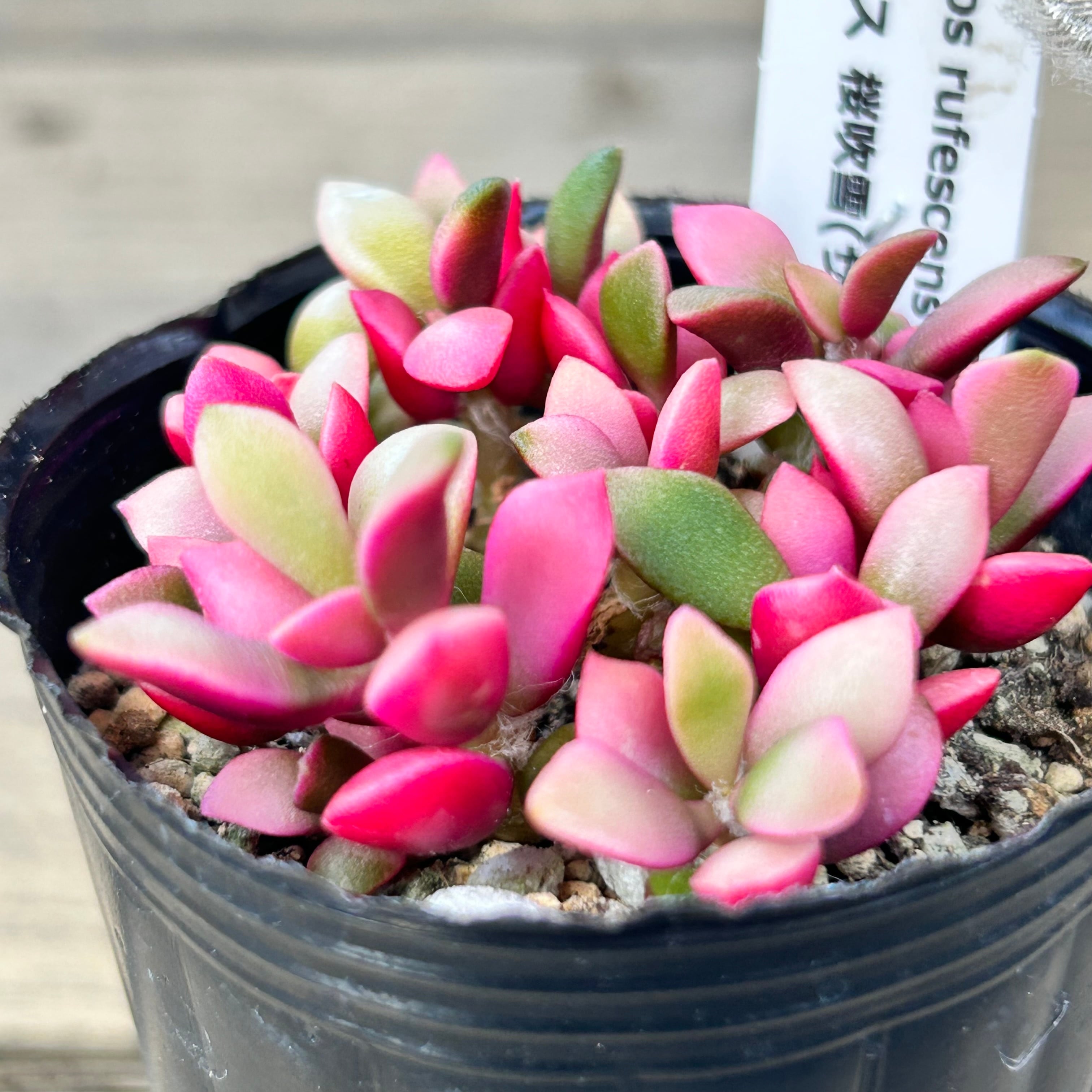 桜吹雪 | RuPo 多肉植物専門店