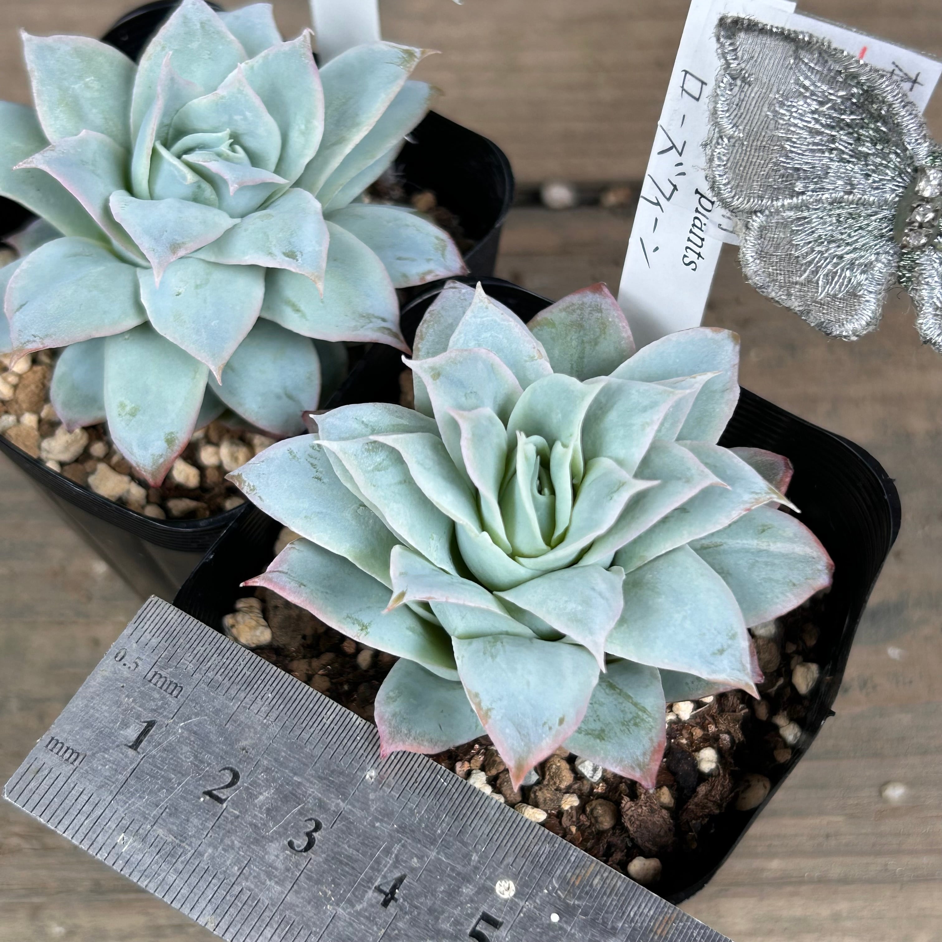 ローズクィーン(匠園芸 | RuPo 多肉植物専門店