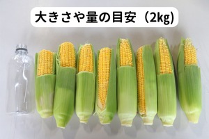 【朝どれ】訳ありゴールドラッシュ2㎏