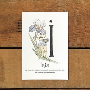 ポストカード「アヤメ@IRIS（王子たちの花文字 - 9）」