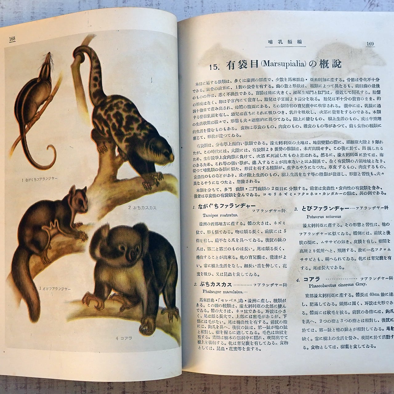 美品  原色動物大図鑑