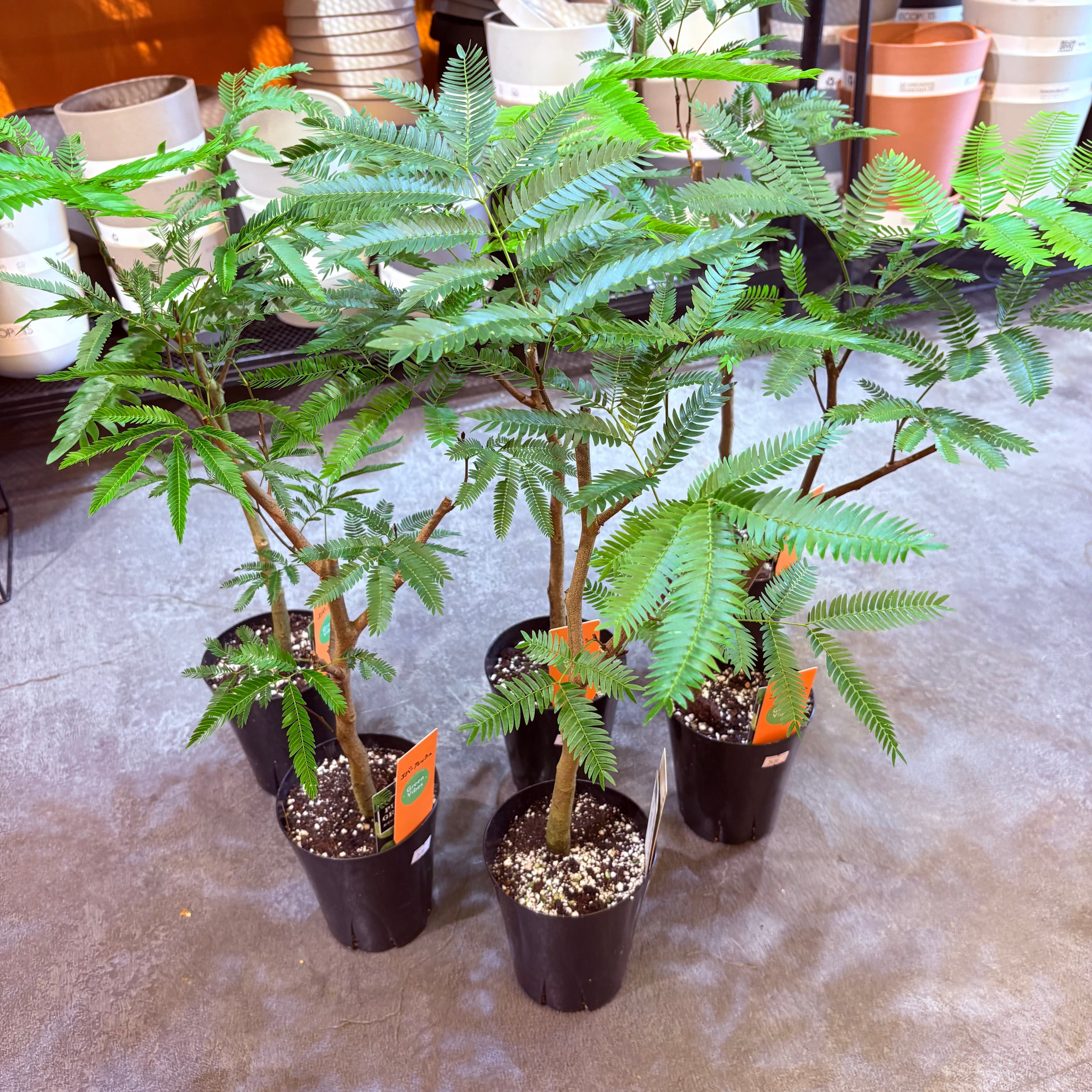 エバーフレッシュ 4号 | Green Vibes 宇都宮市の観葉植物専門店 エバーフレッシュ 4号 | Green Vibes 宇都宮市の観葉植物専門店