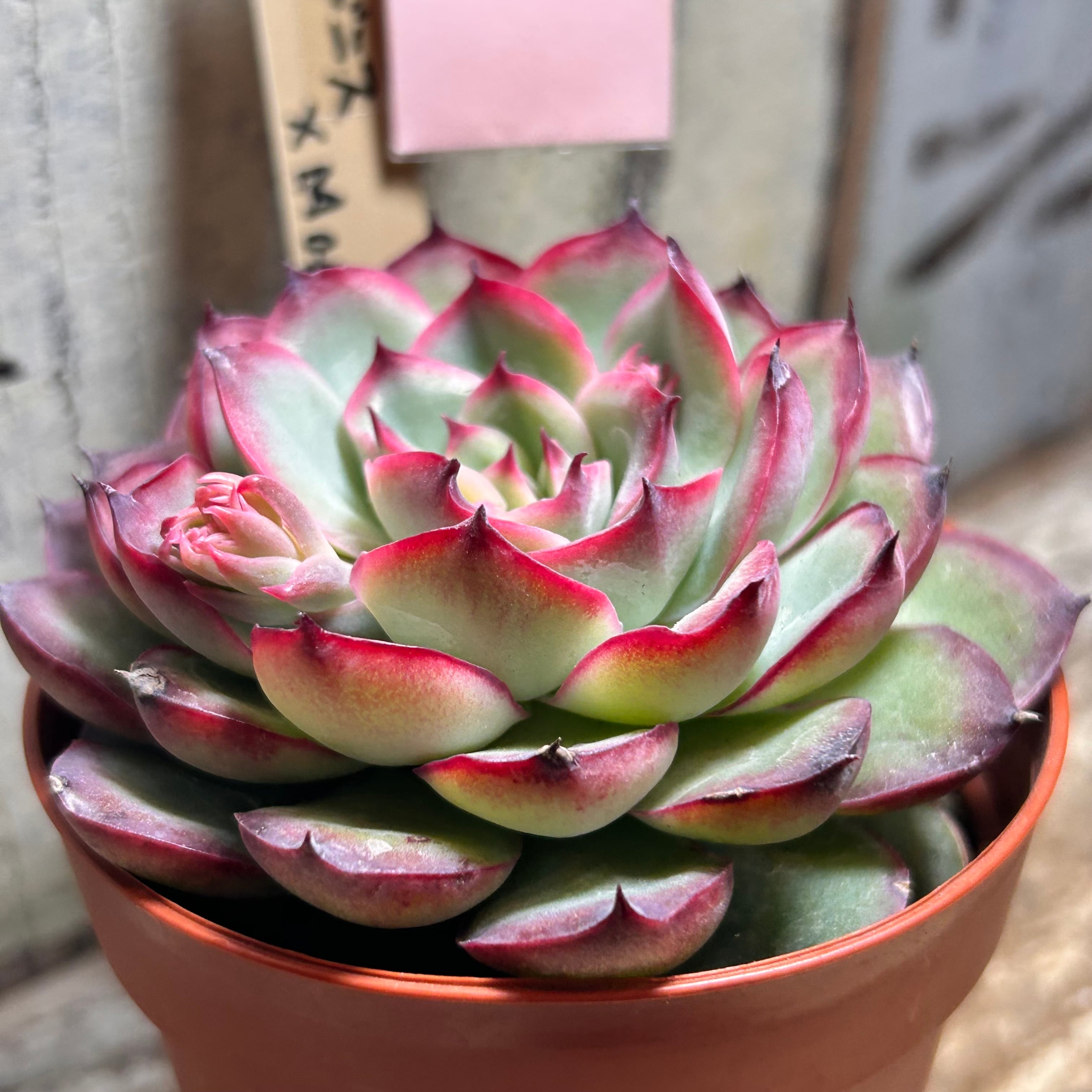 多肉植物　プリドニス錦 大苗  抜き苗【特定記録付】 プリドニス×MOS | RuPo 多肉植物専門店