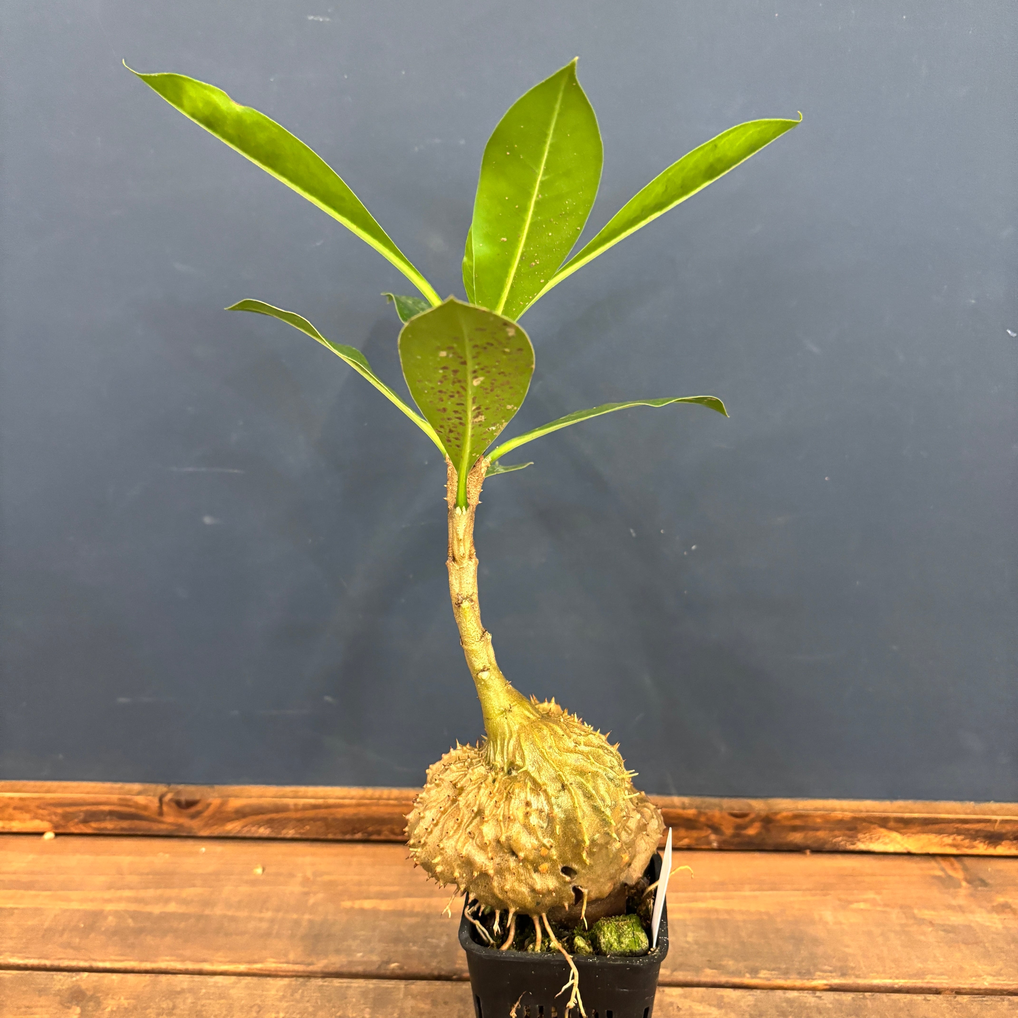 ミルメコディア sp.【510】 | PROTOLEAF プロトリーフ