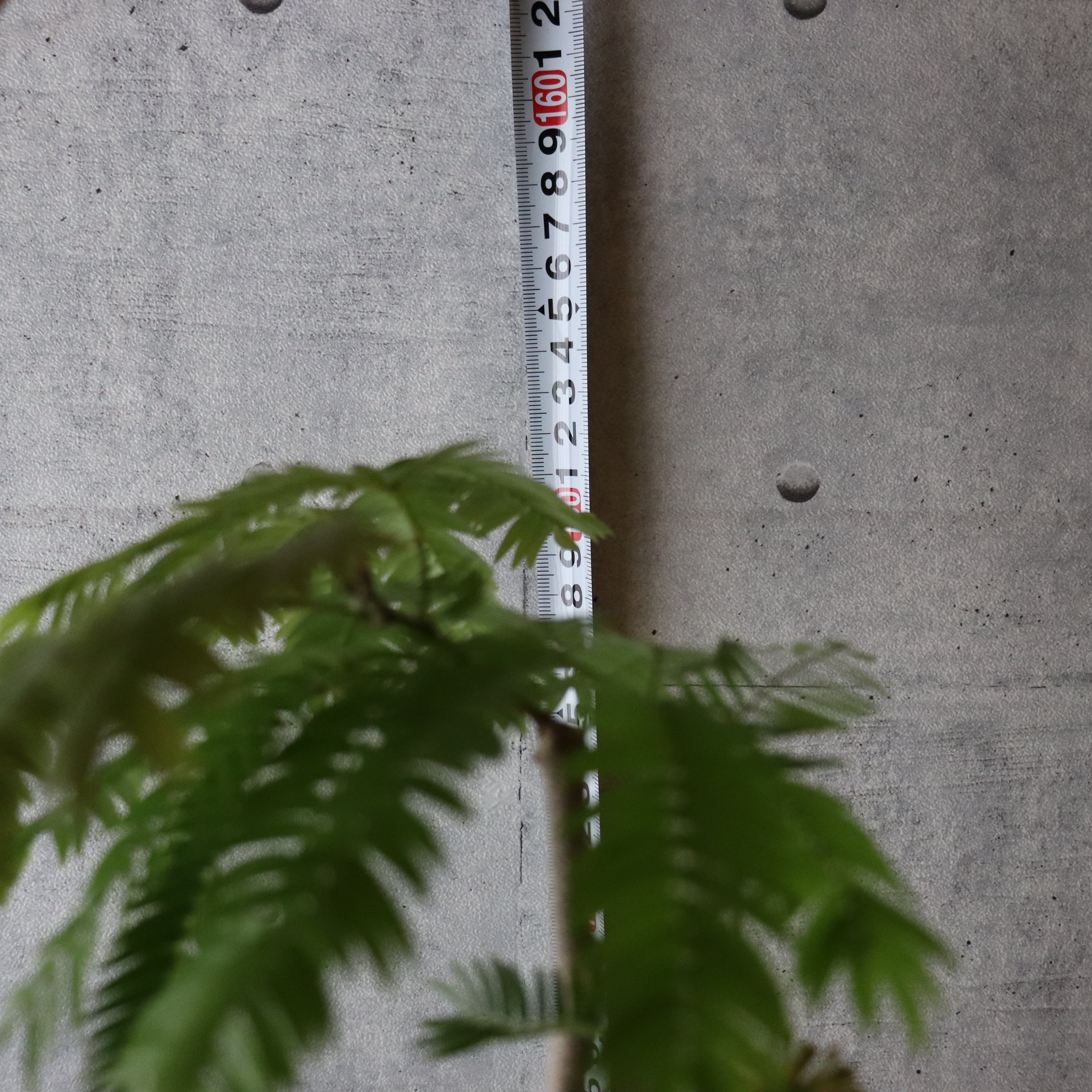 バランス◎150cm】エバーフレッシュ 曲がり 仕立て 観葉植物 室内 大型