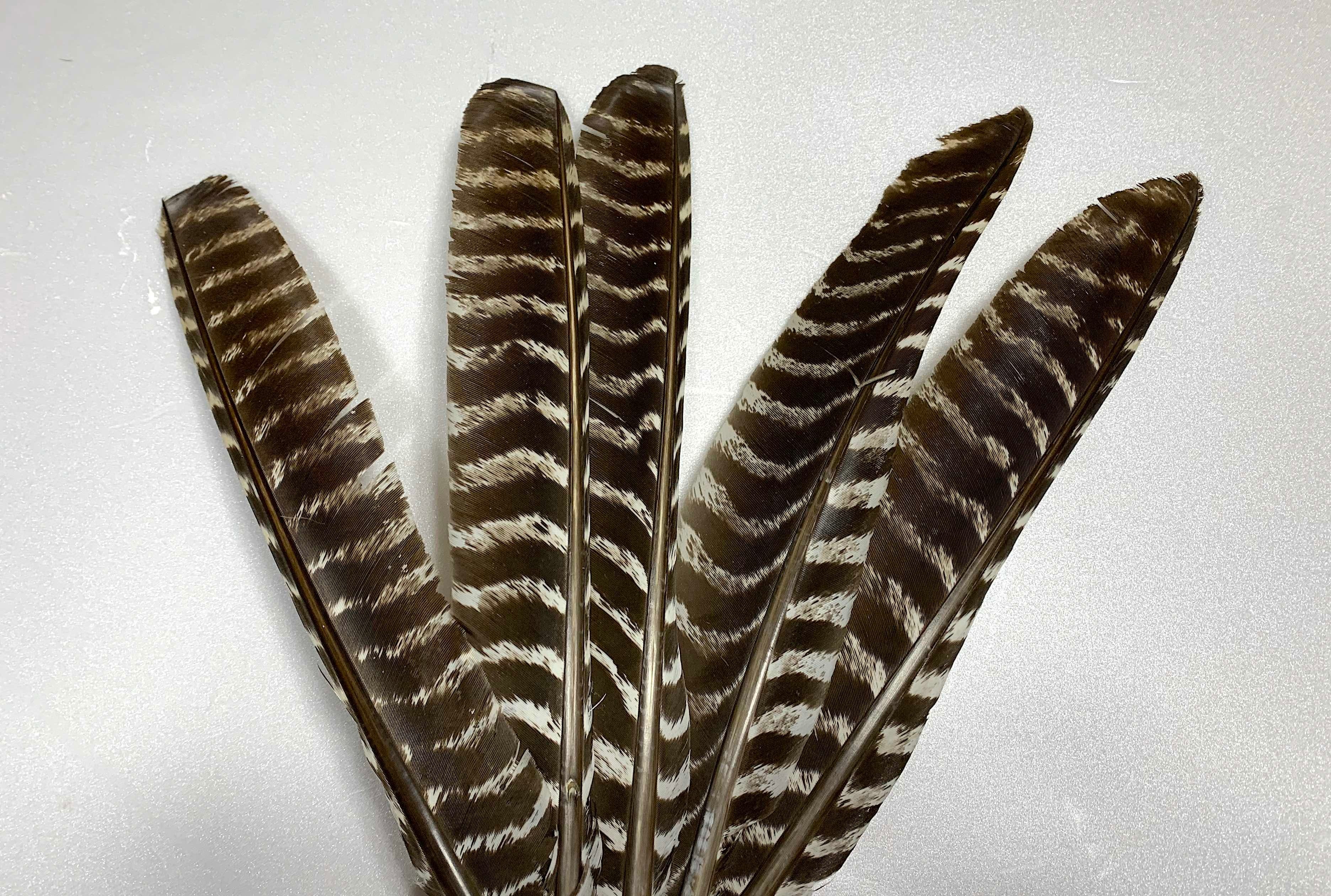 AFSセレクト Turkey Quills / ターキー クイル AAグレード