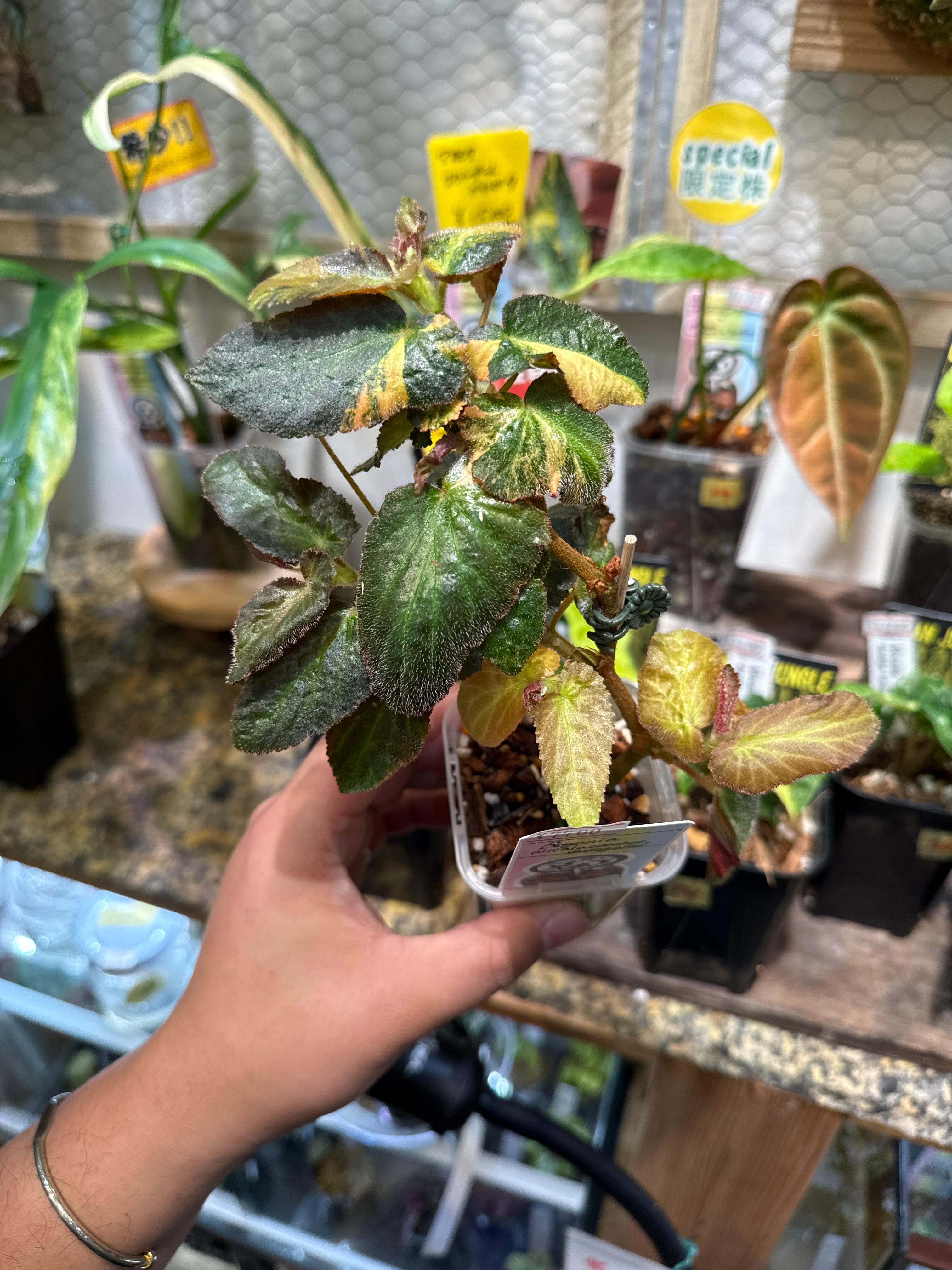 113. Anthurium 'Dark Phoenix High variegata / アンスリウム ダンク