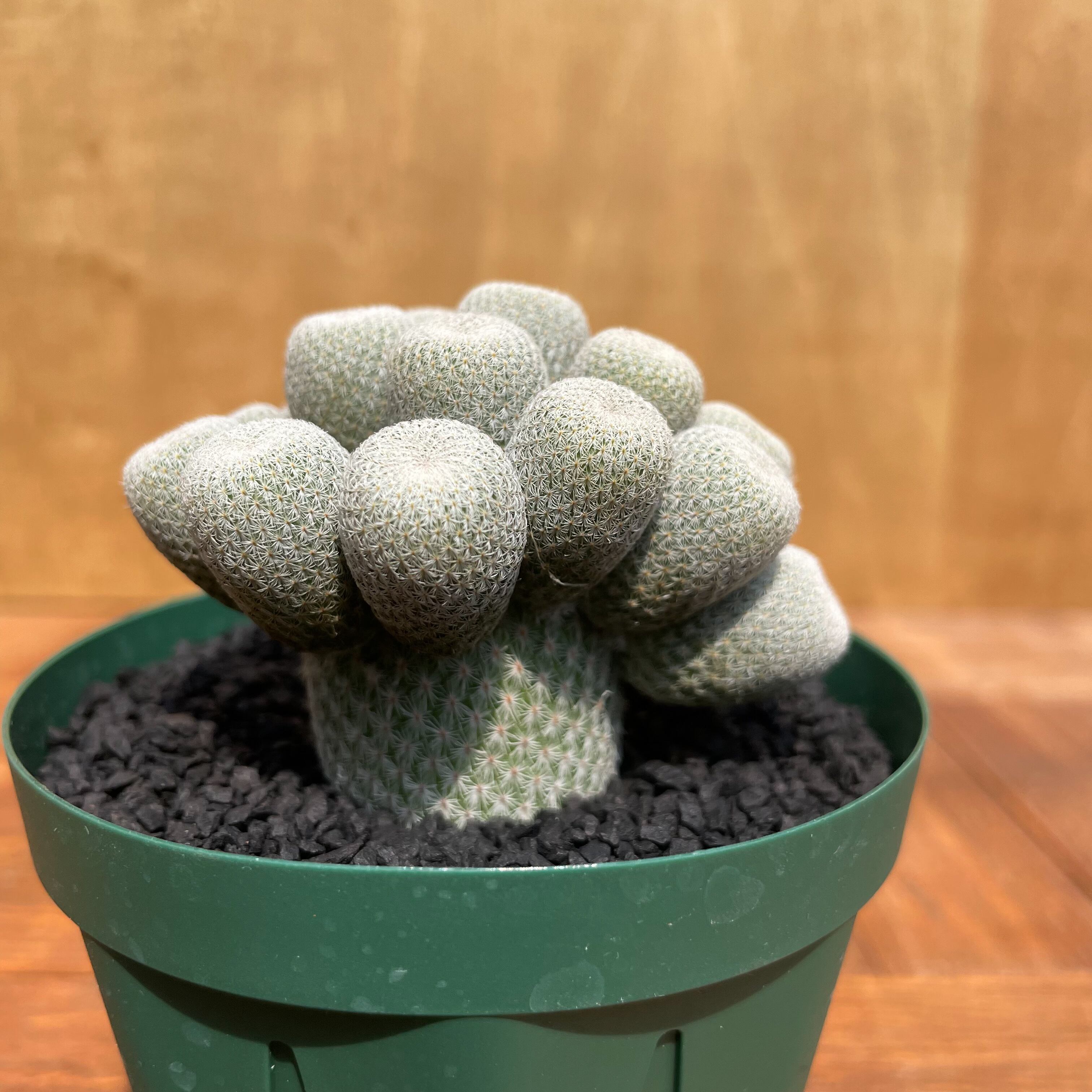 Epithelantha micromeris【エピテランサ・月世界】 | RIMO'S GREEN