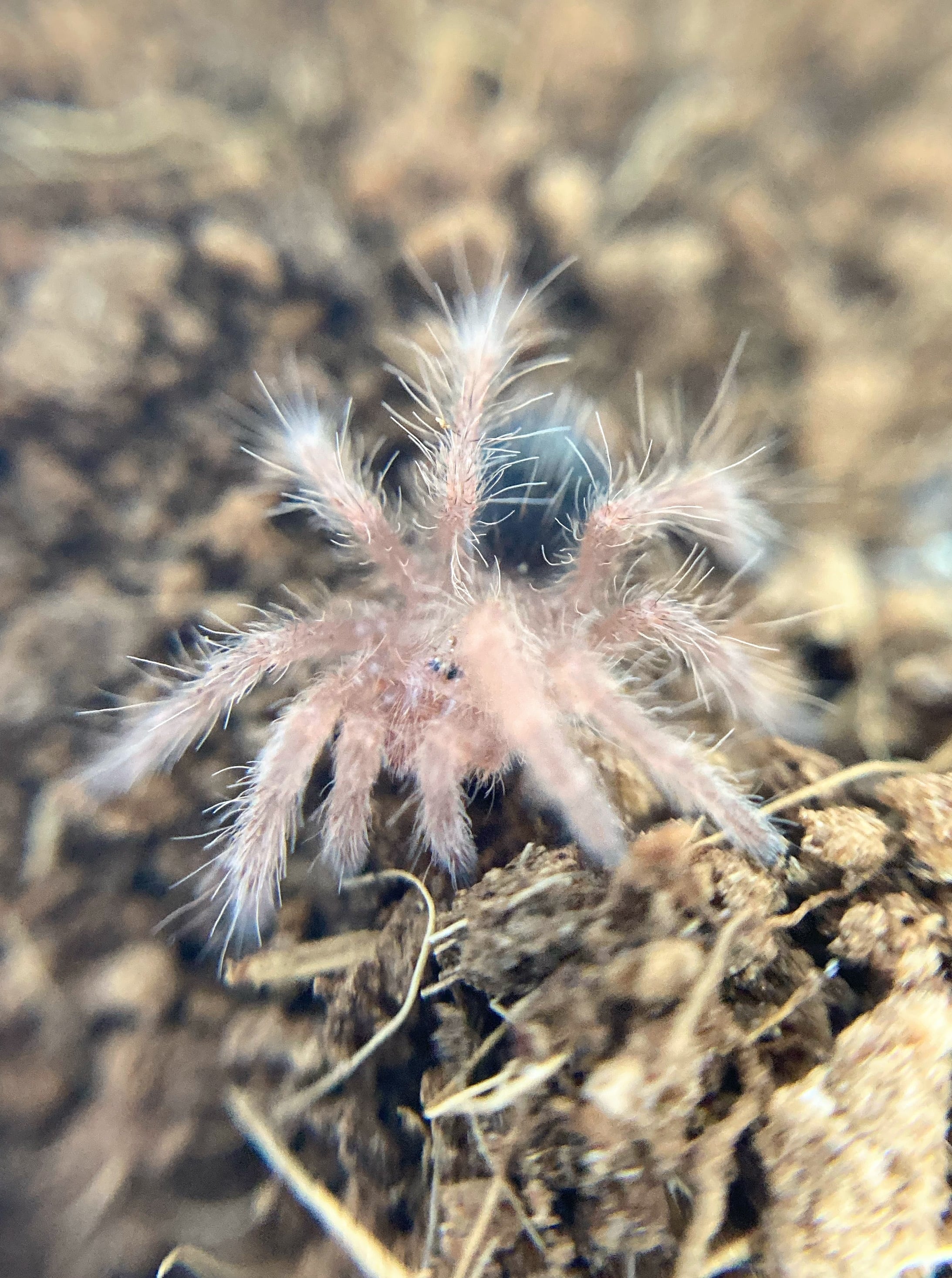チャコジャイアントゴールデンストライプニー チャコジャイアントゴールデンストライプニー Grammostola