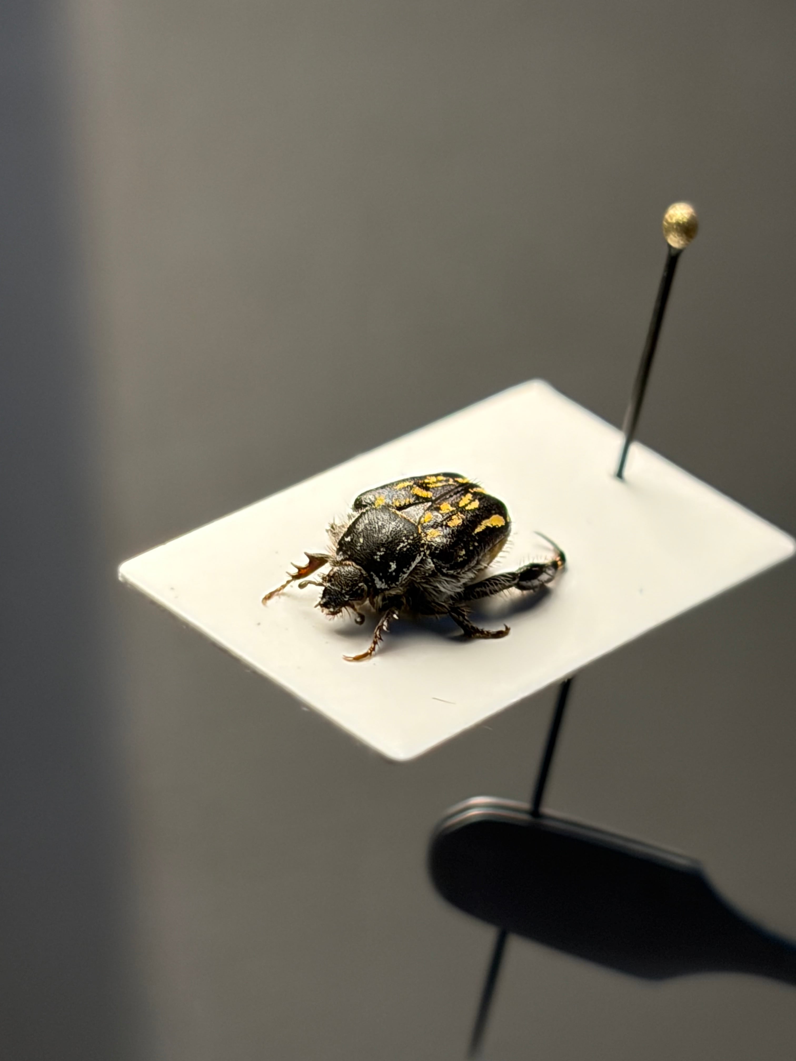 8mm】毛むくじゃらの南アフリカのアシナガコガネ 標本 プラチナコガネ