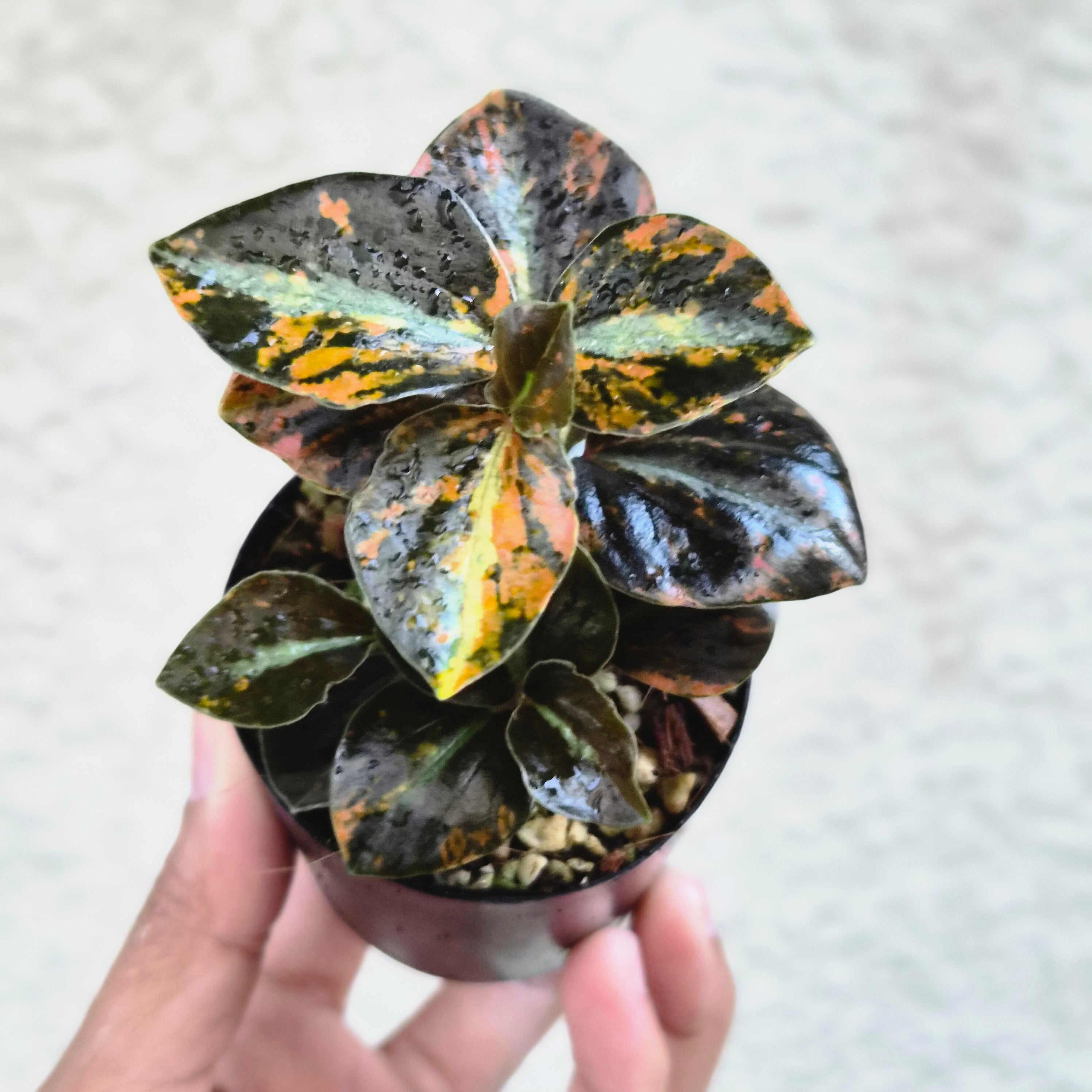⑥《Peperomia Metalica Orange Variegated》ペペロミア メタリカ オレンジ斑 観葉植物 /ポット発送