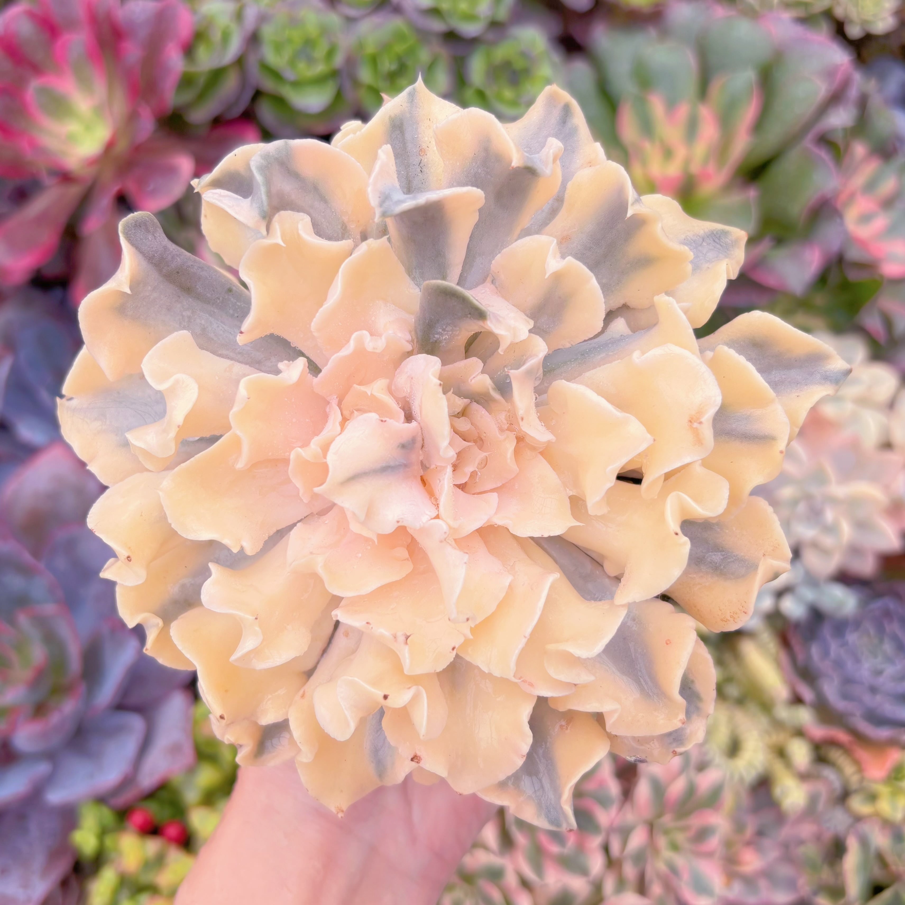 現品　シャフラン錦#550　極上株　大苗　在庫僅少　るる農園