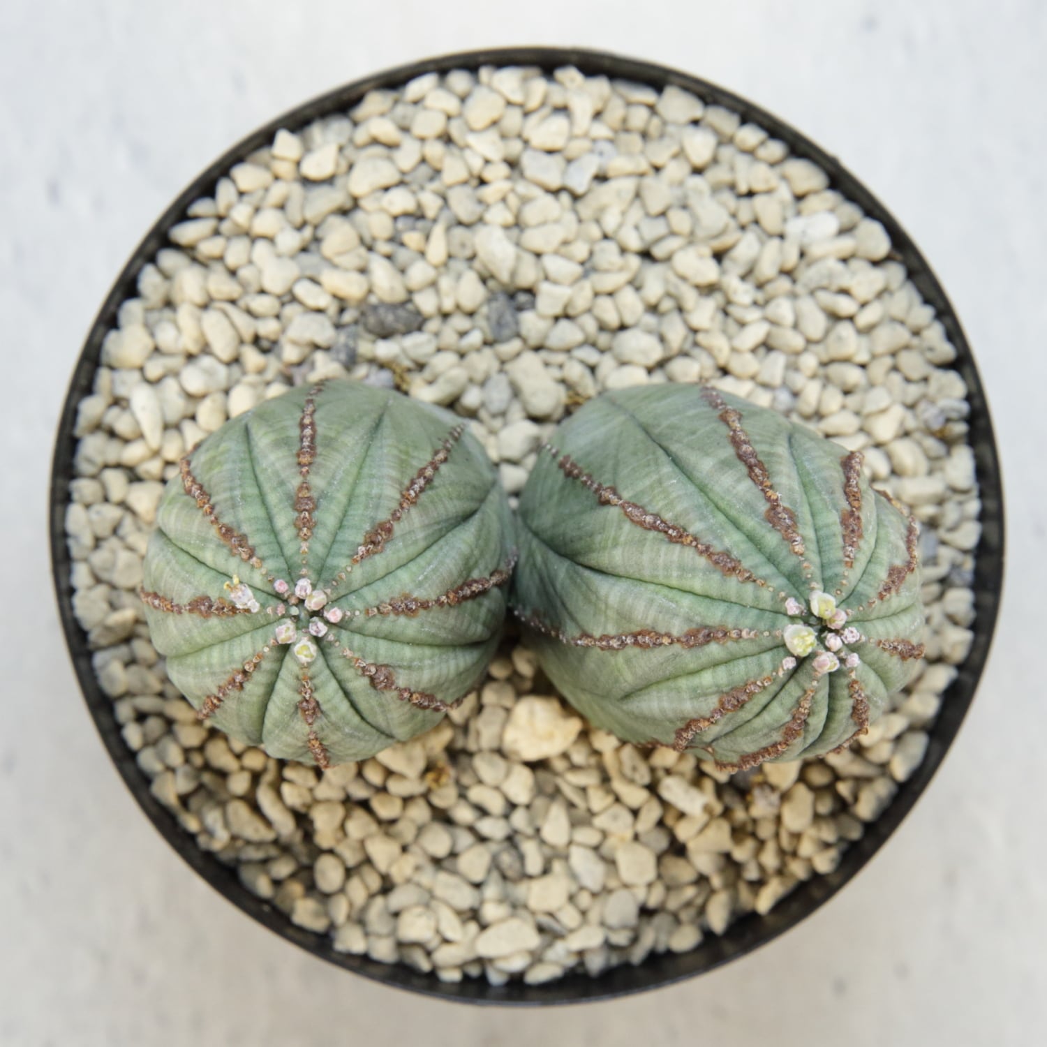 オス株 マイクロ ダブルヘッド オベサ / ユーフォルビア | LIGHTHOUSE