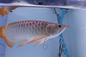 紅龍No.6170（スーパーレッド）☆ハイクオリティ☆  ±28㎝