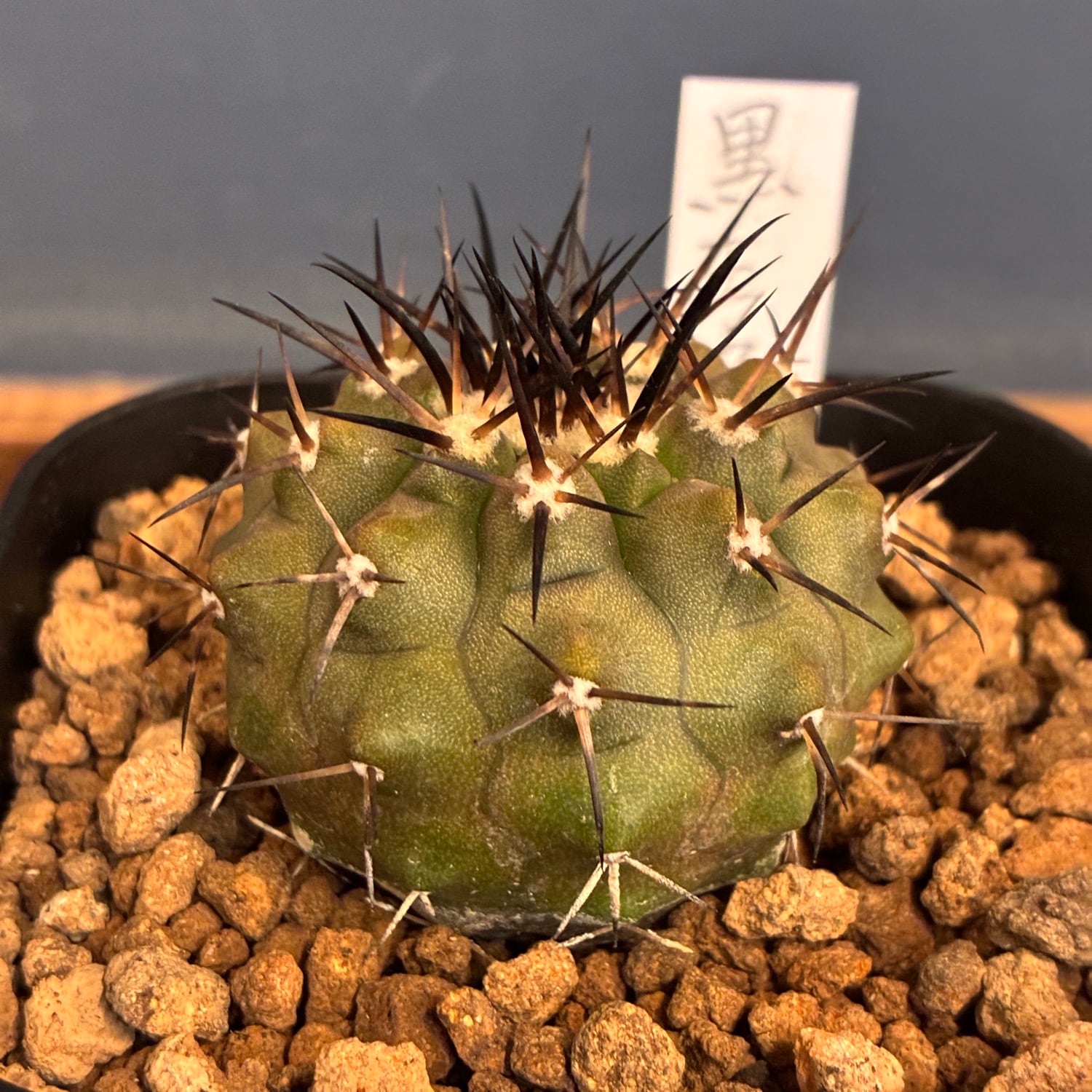 Copiapoa】サボテン コピアポア 黒王丸実生【733】 | PROTOLEAF プロト