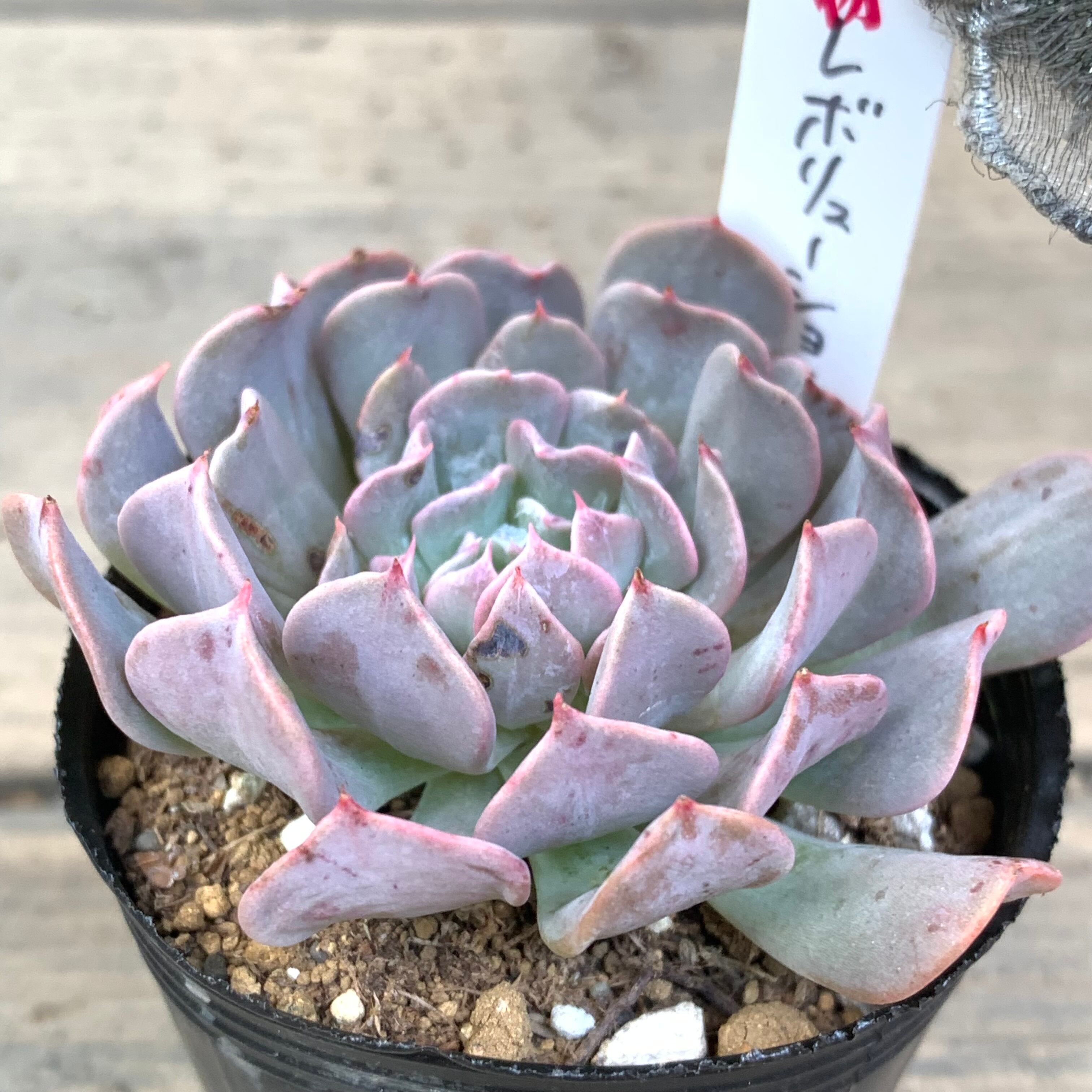 レボリューション | RuPo 多肉植物専門店