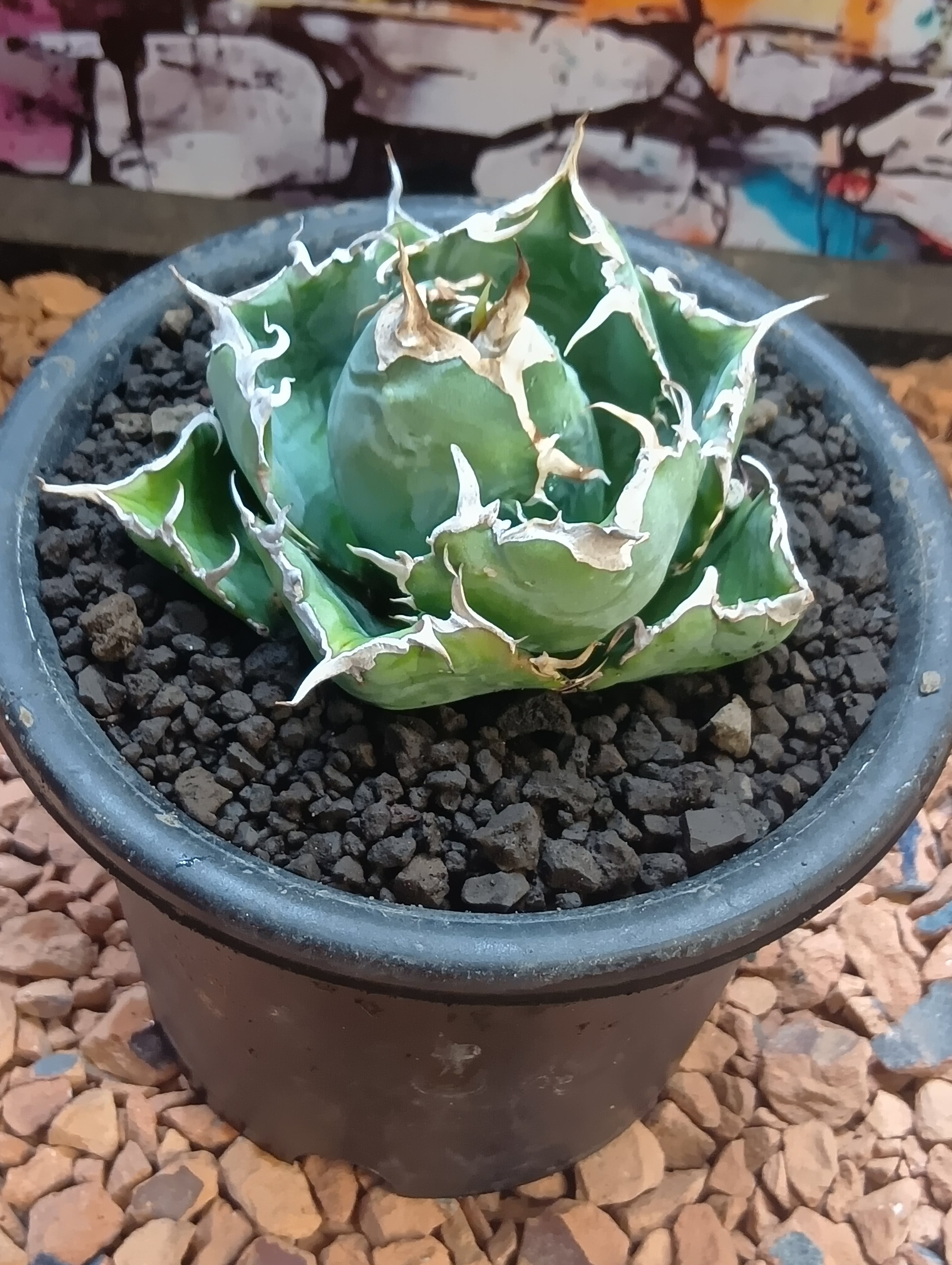 コミフォラ humbertii Commiphora コミフォラ　フンベルティ　鉢付き　現地球 フンベルティ 送料 I10 発根済現地株 塊根植物・コーデックス