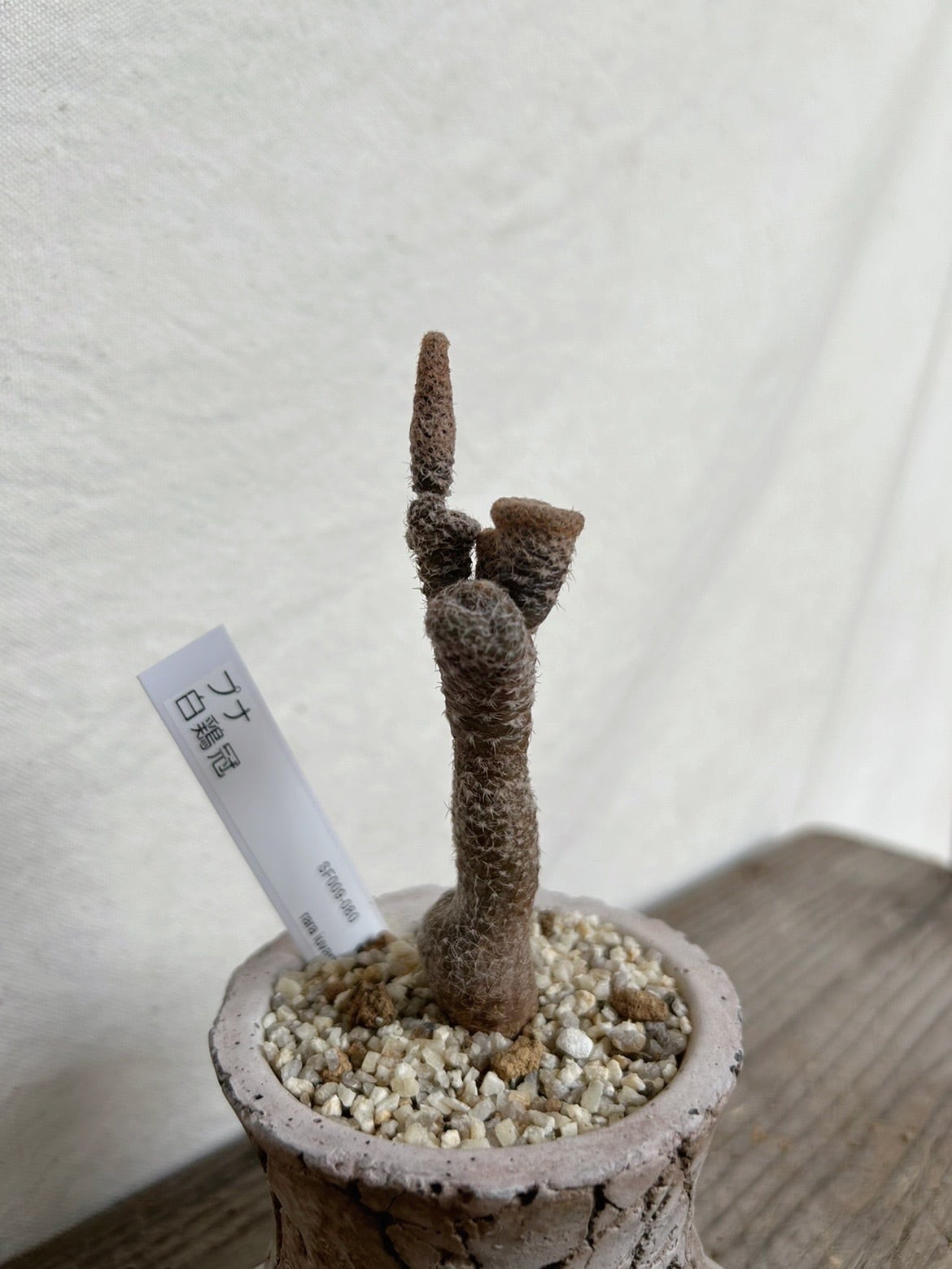 多肉植物 硫黄団扇 狂刺シリーズ (カット枝) 硫黄団扇 多肉植物 狂刺