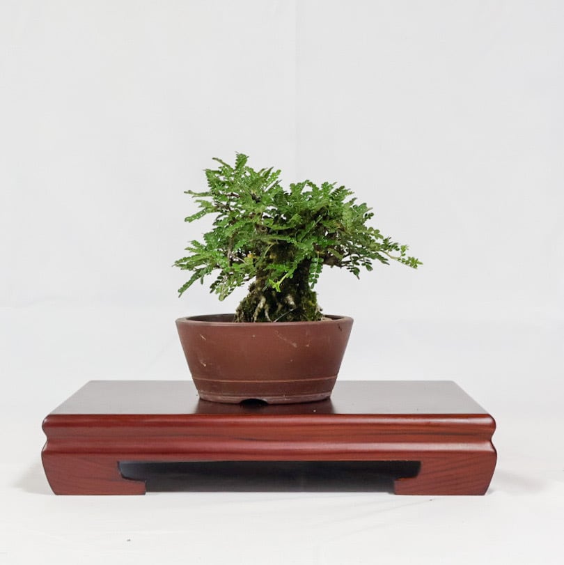 磯山椒盆栽（KM-002） | 和の暮らし盆栽店 | 公式オンラインショップ