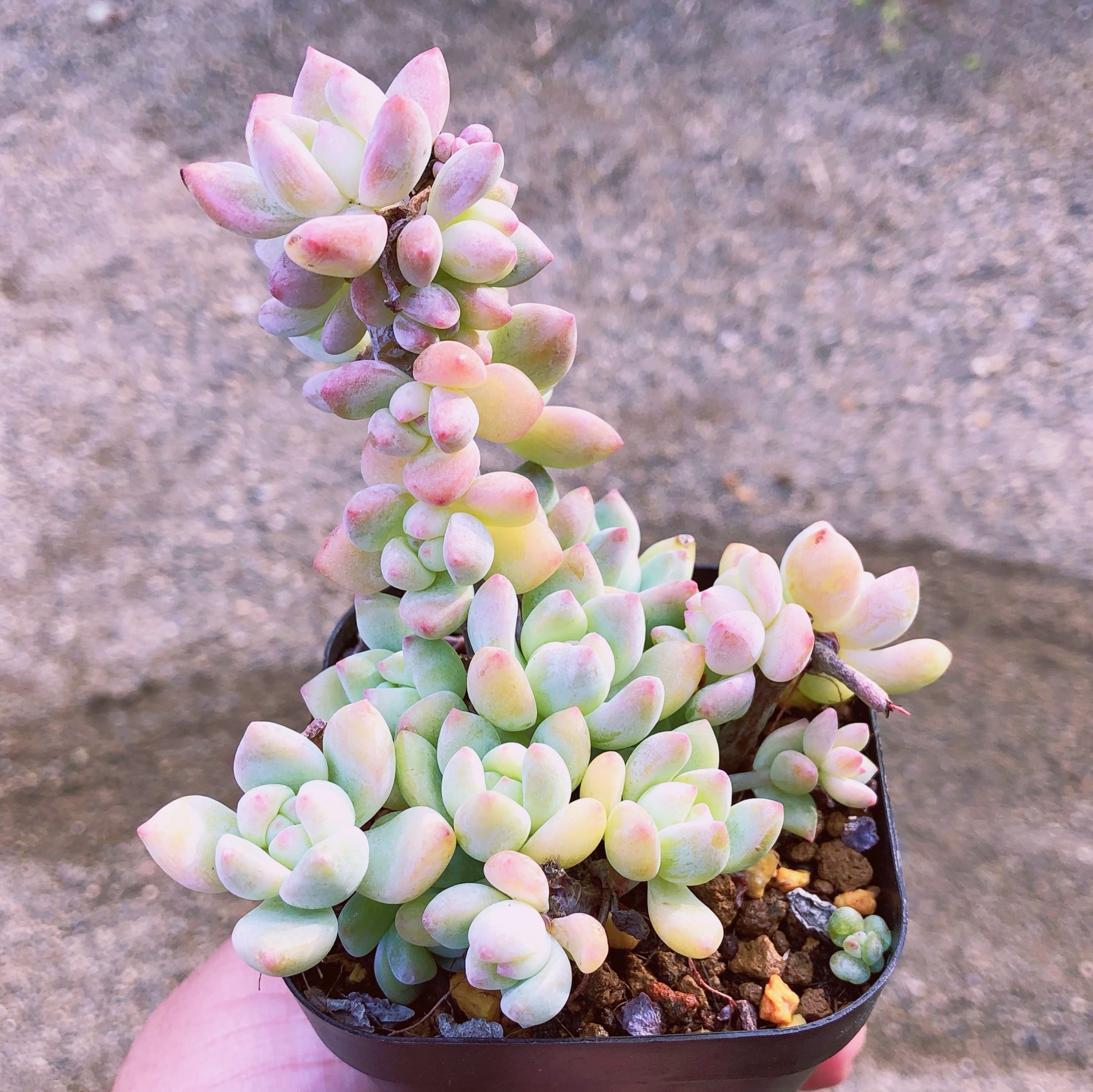 多肉植物　ラウルxプロリフィカ　群生