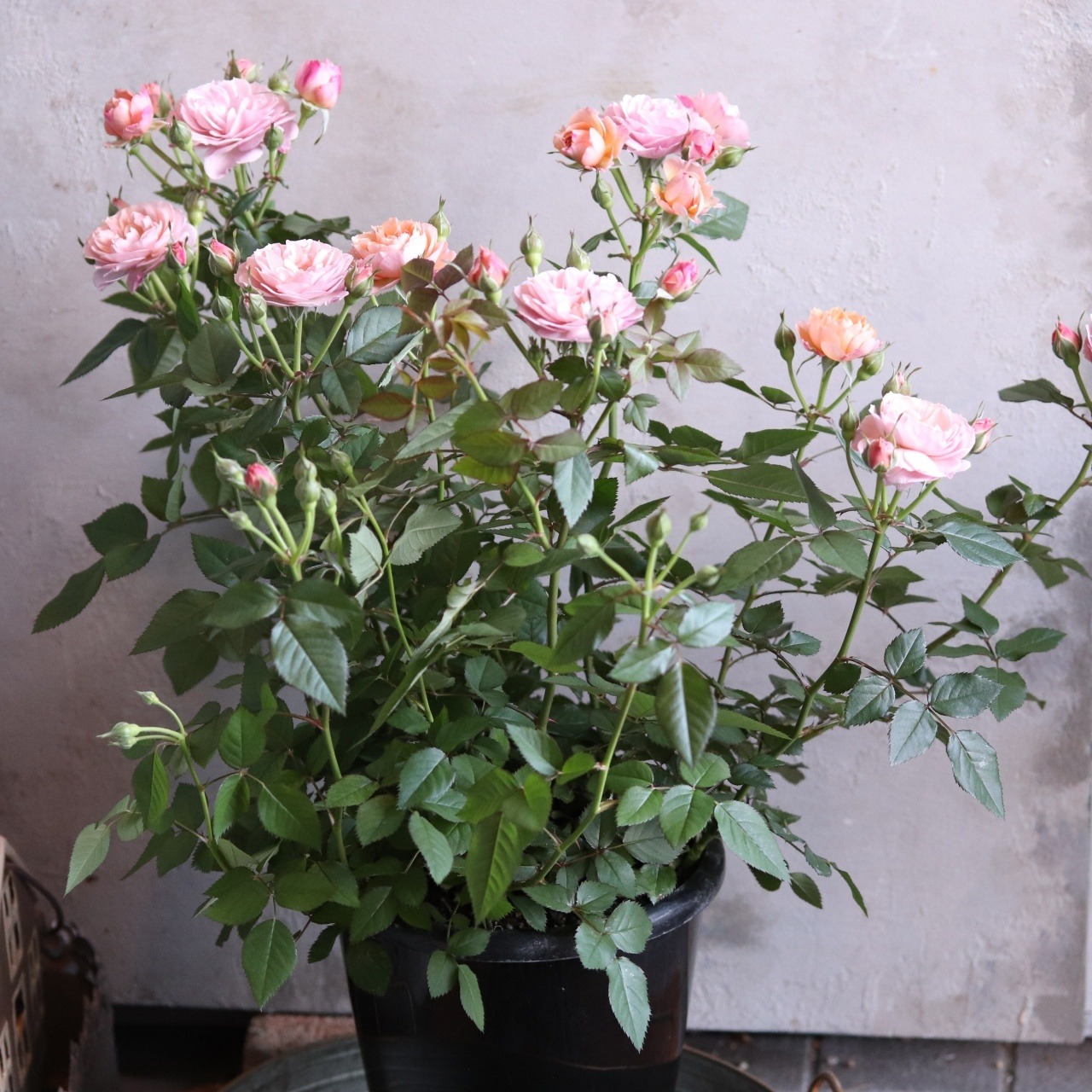 希少　四季咲きミニバラ　カーナハニーゴールド　芳香　おしゃれカラー　丈夫でよく咲く