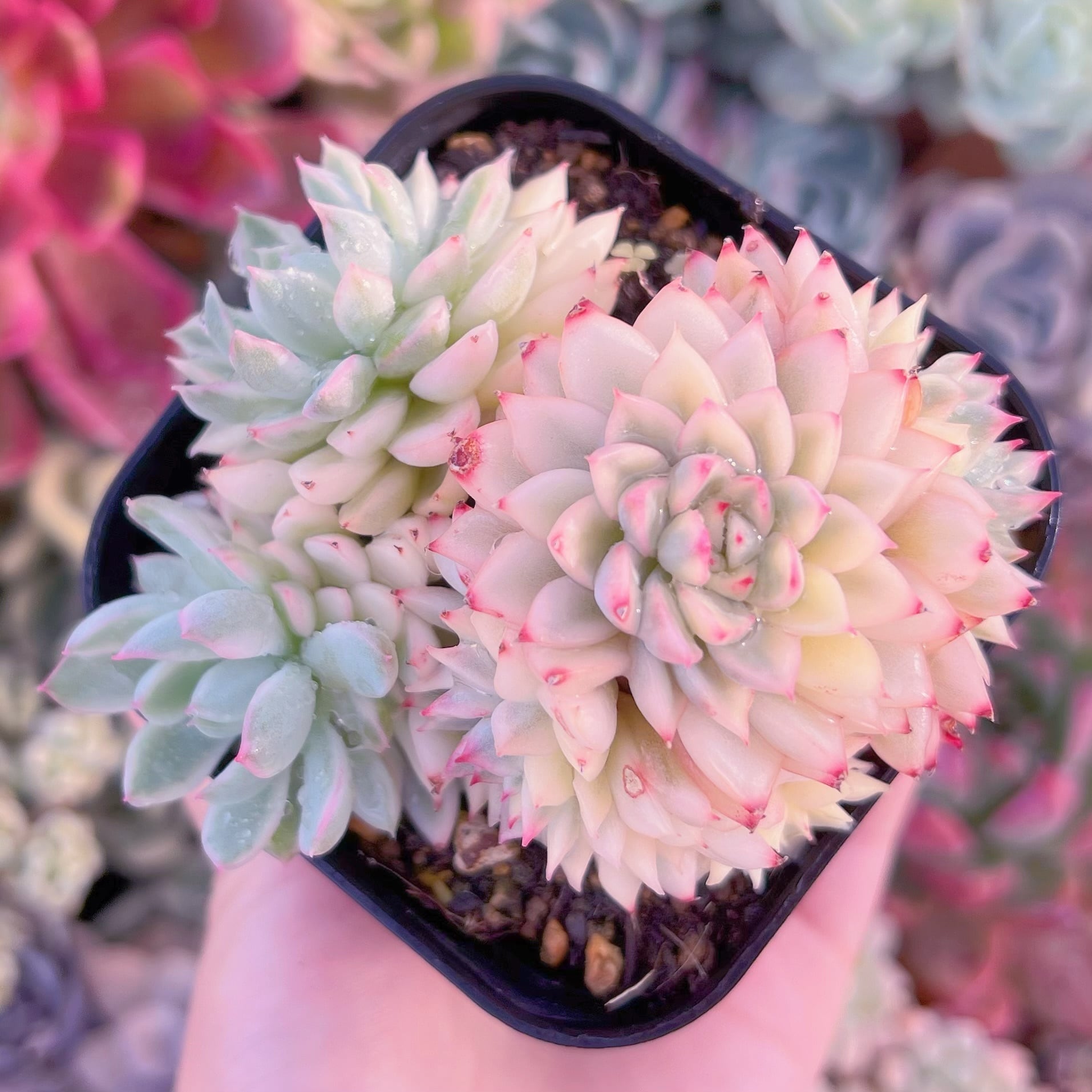 現品　女雛錦#672　るる農園