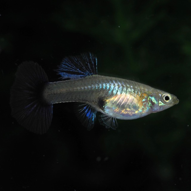 プラチナブルードラゴン　若魚1ペア＋おまけメス1匹