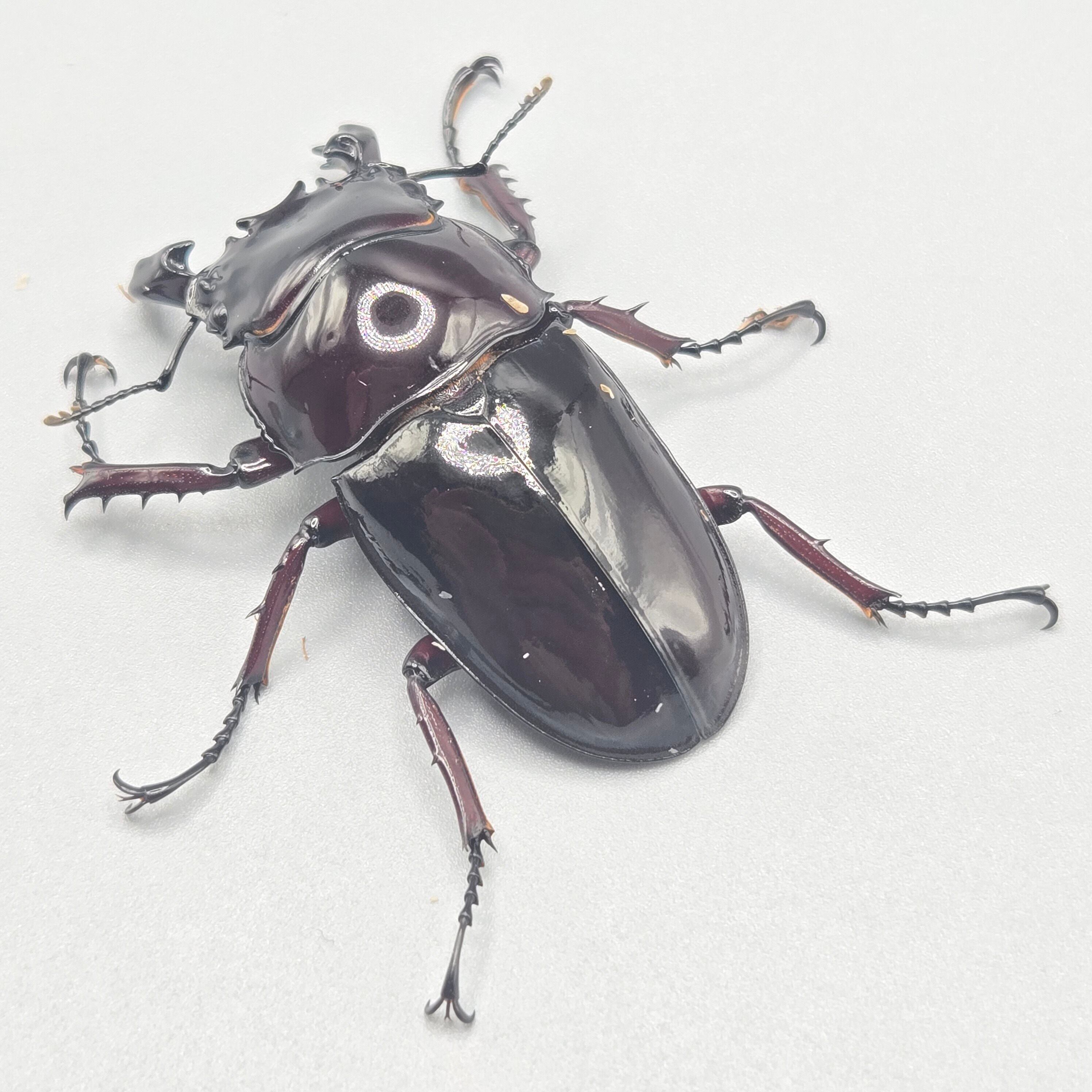 レギウスオオツヤクワガタ ペア【♂特赤個体】 | 昆虫専門店 鍬鉄