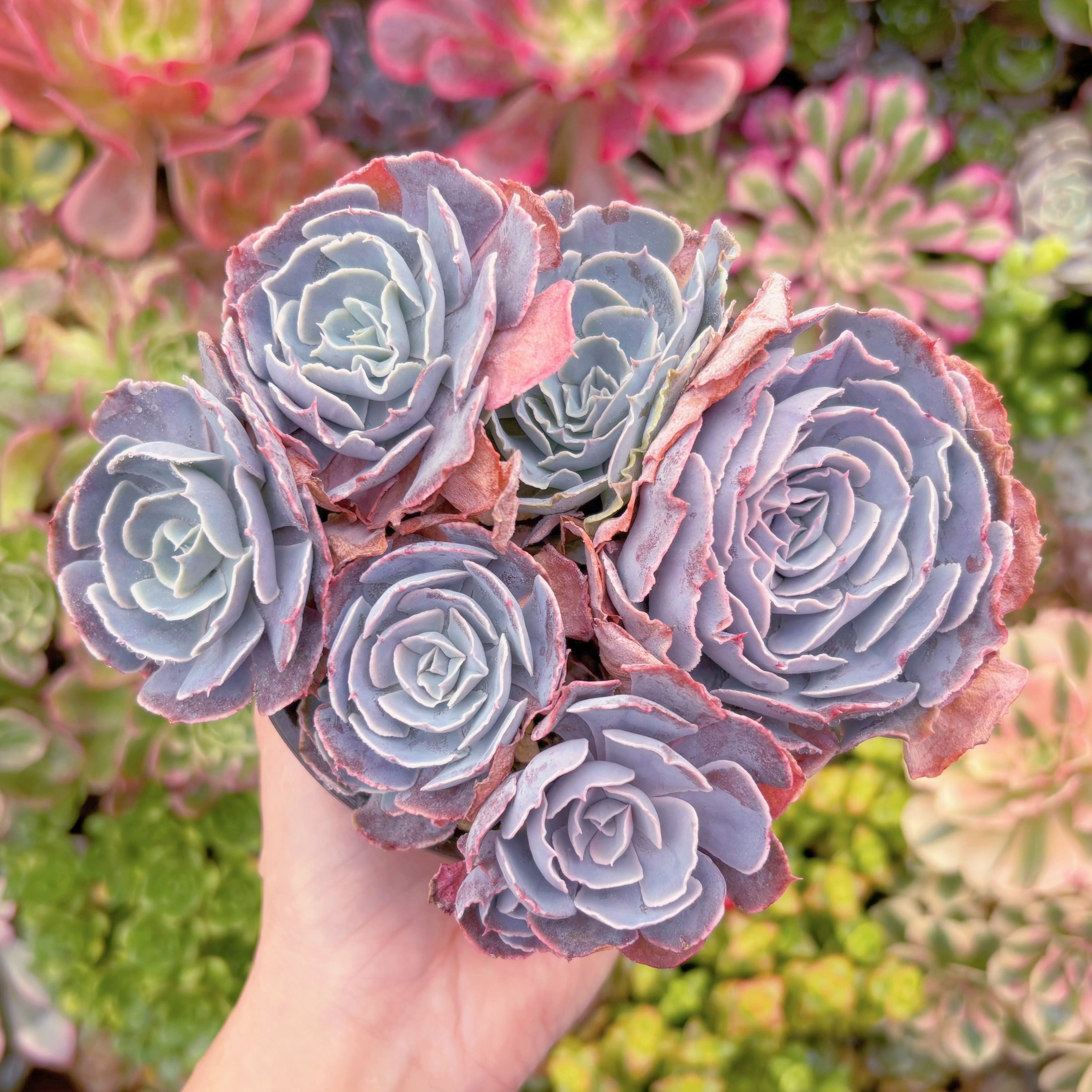 現品　 スワンレイク#678　大群生　るる農園