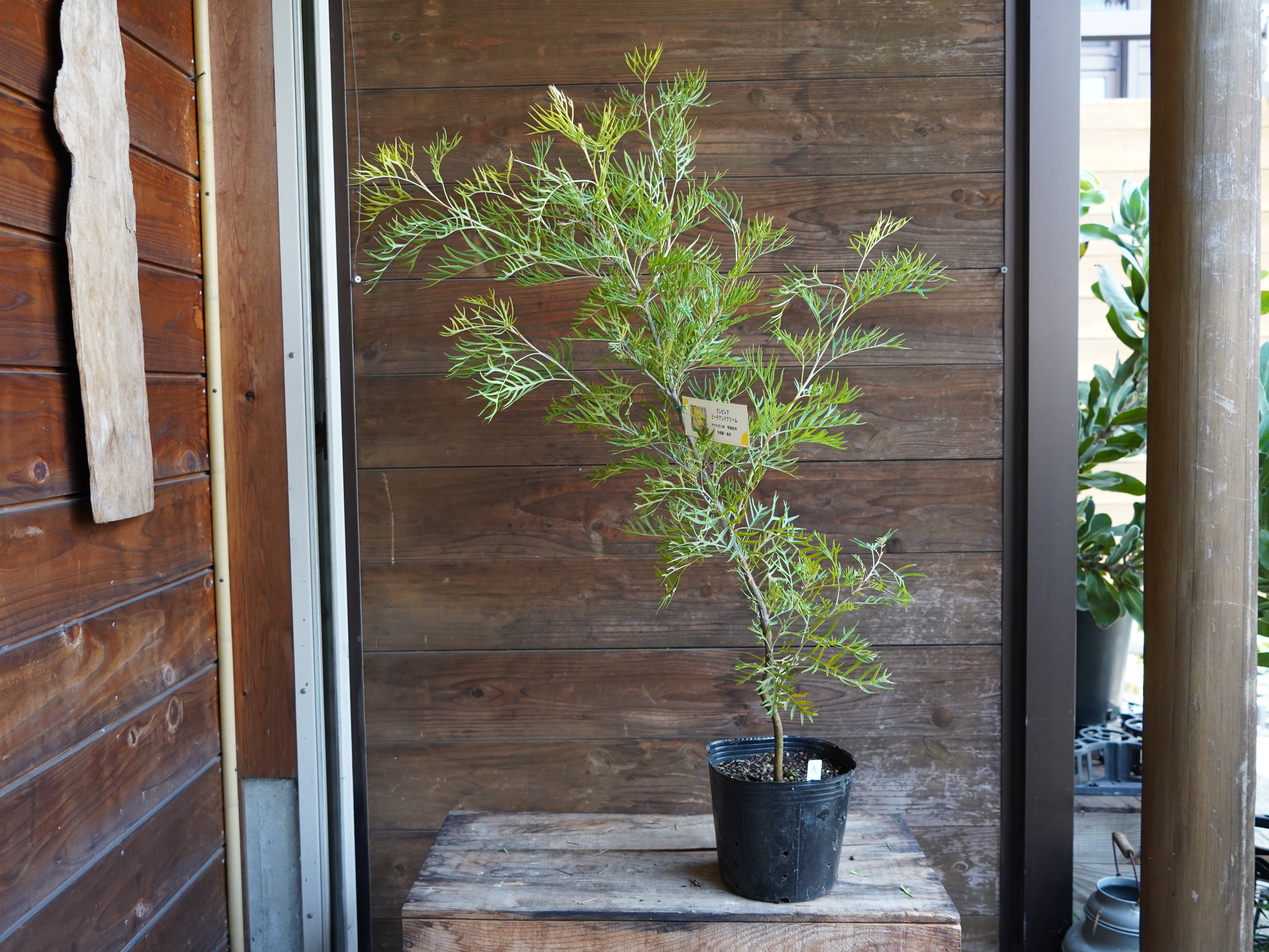 【現物】グレビレア　”ピーチアンドクリーム”　A