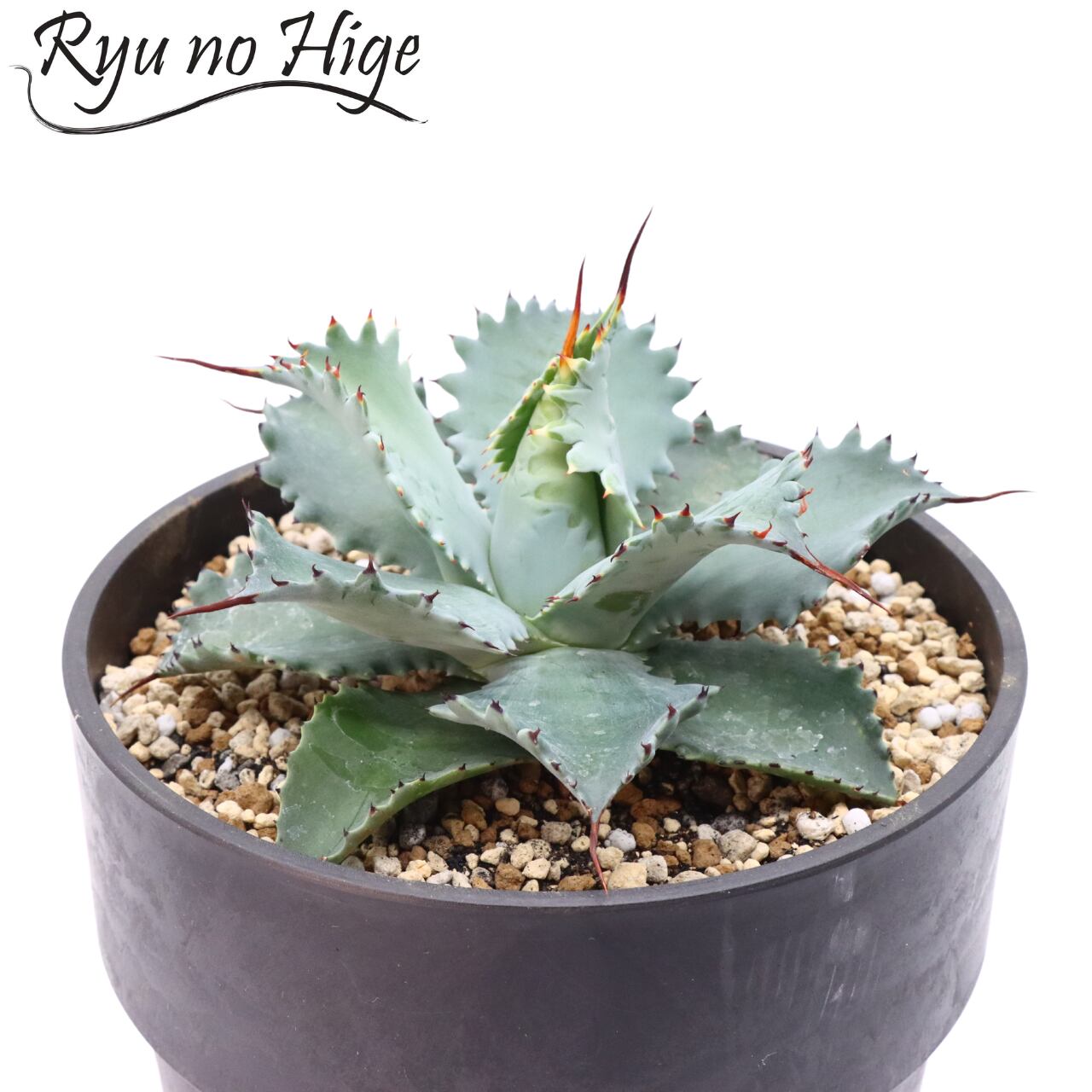 ポタトラム'Spawn'xイシスメンシスxグアダラハラナ アガベ