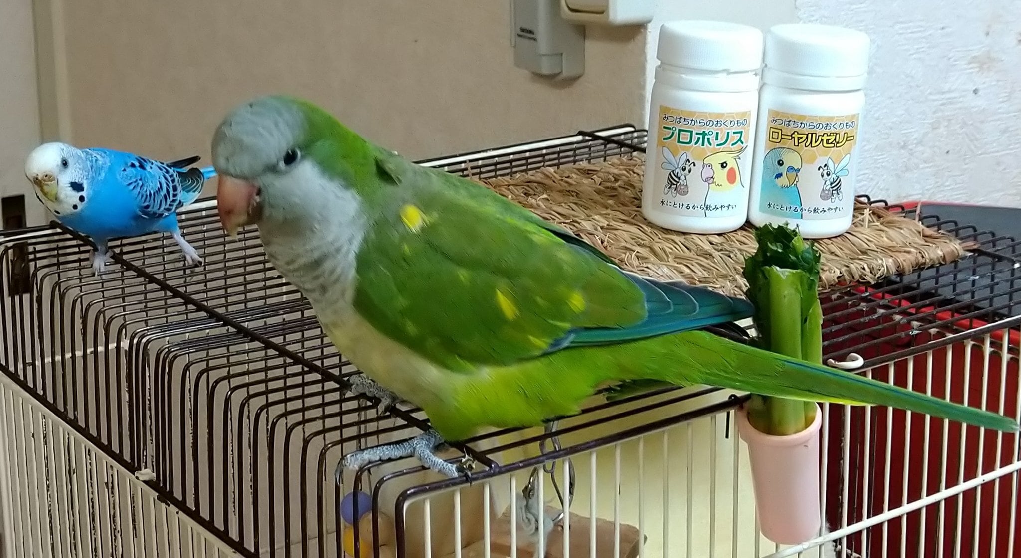 みつばちからのおくりものプロポリス(40g)・みつばちからのおくりもの