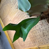 ビカクシダ ヒリー フラハンズ P. hillii 'Hulahands' spore