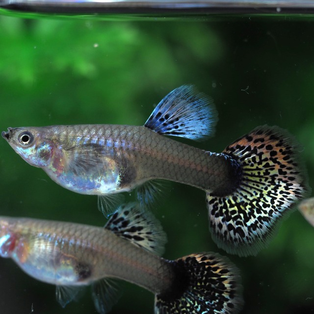 レッドドラゴン 2ペア