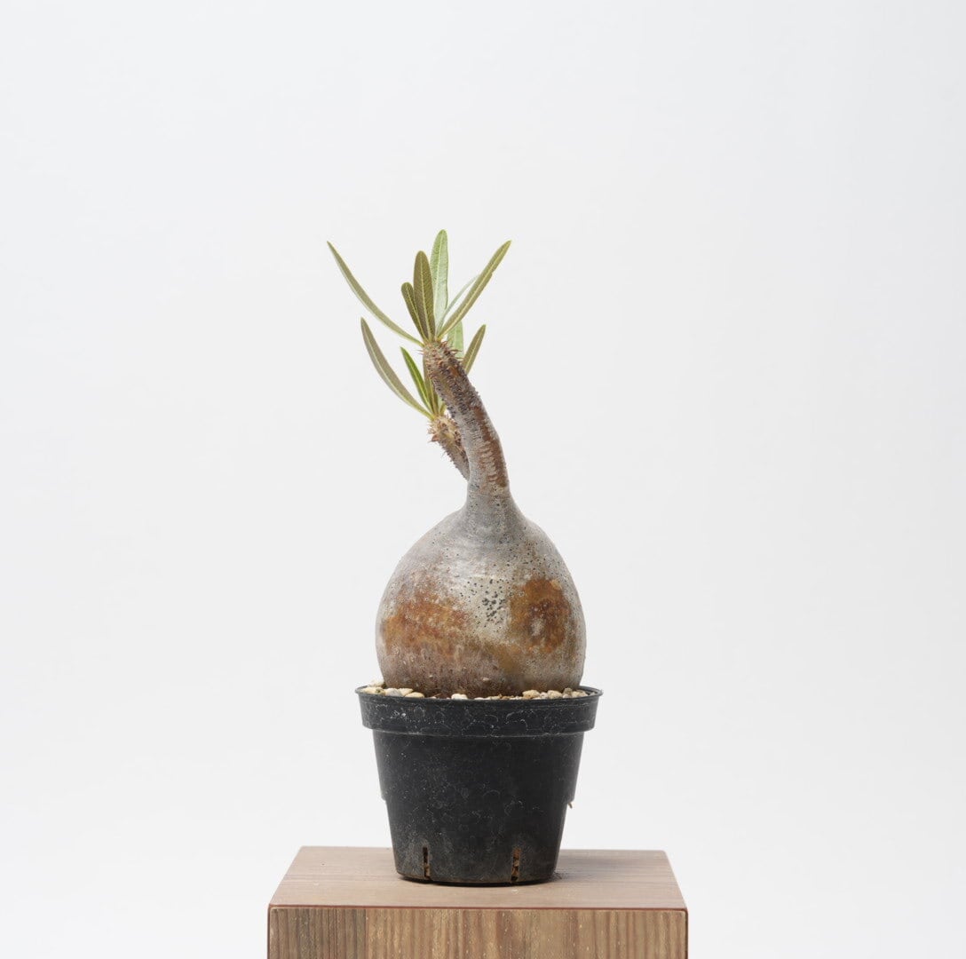 パキポディウム グラキリス no.2〈発根済み〉 | SPECIAL OTHER WORKS