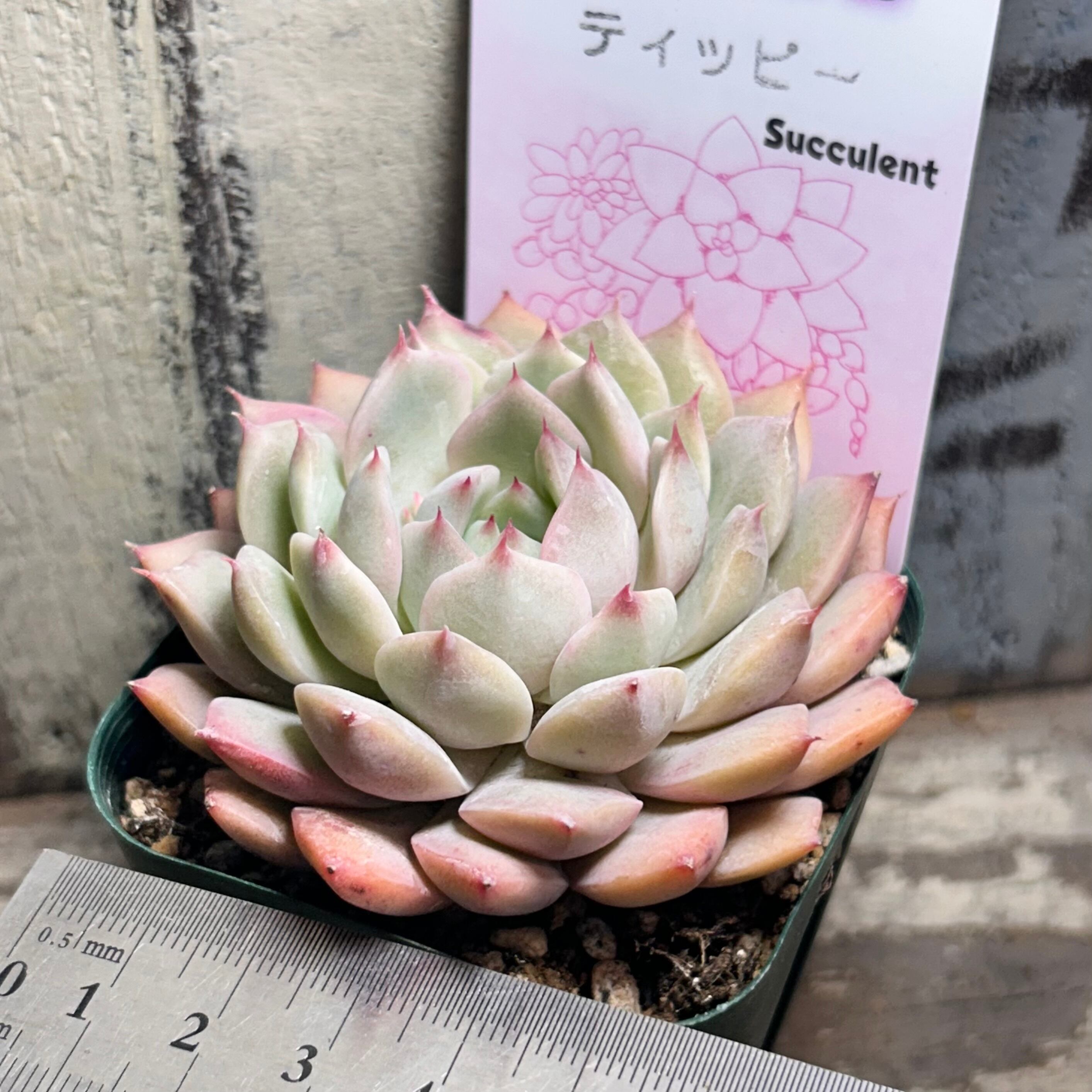 ティッピー | RuPo 多肉植物専門店