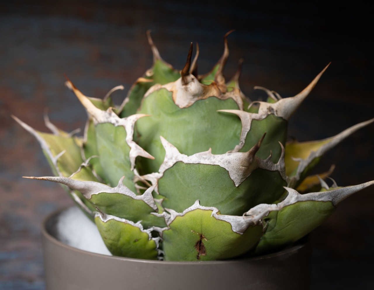 アガベ チタノタ Dragon spine② 画像2