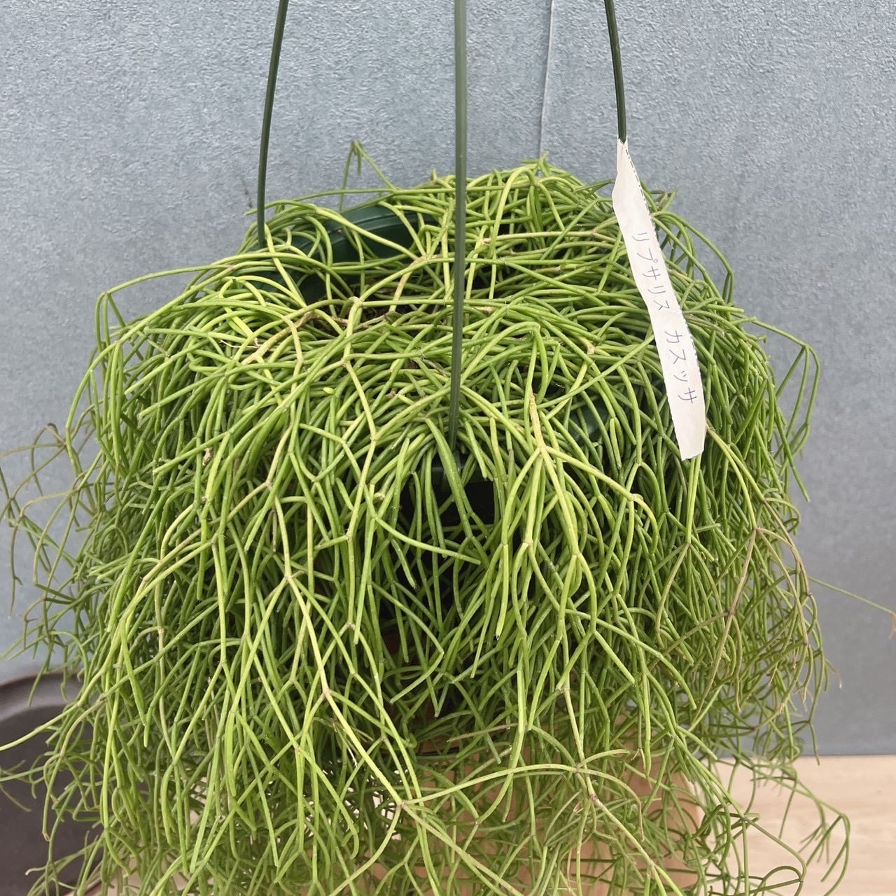 現品］A6 リプサリス カスッサ 観葉植物 室内 蔓性 かわいい 吊り鉢