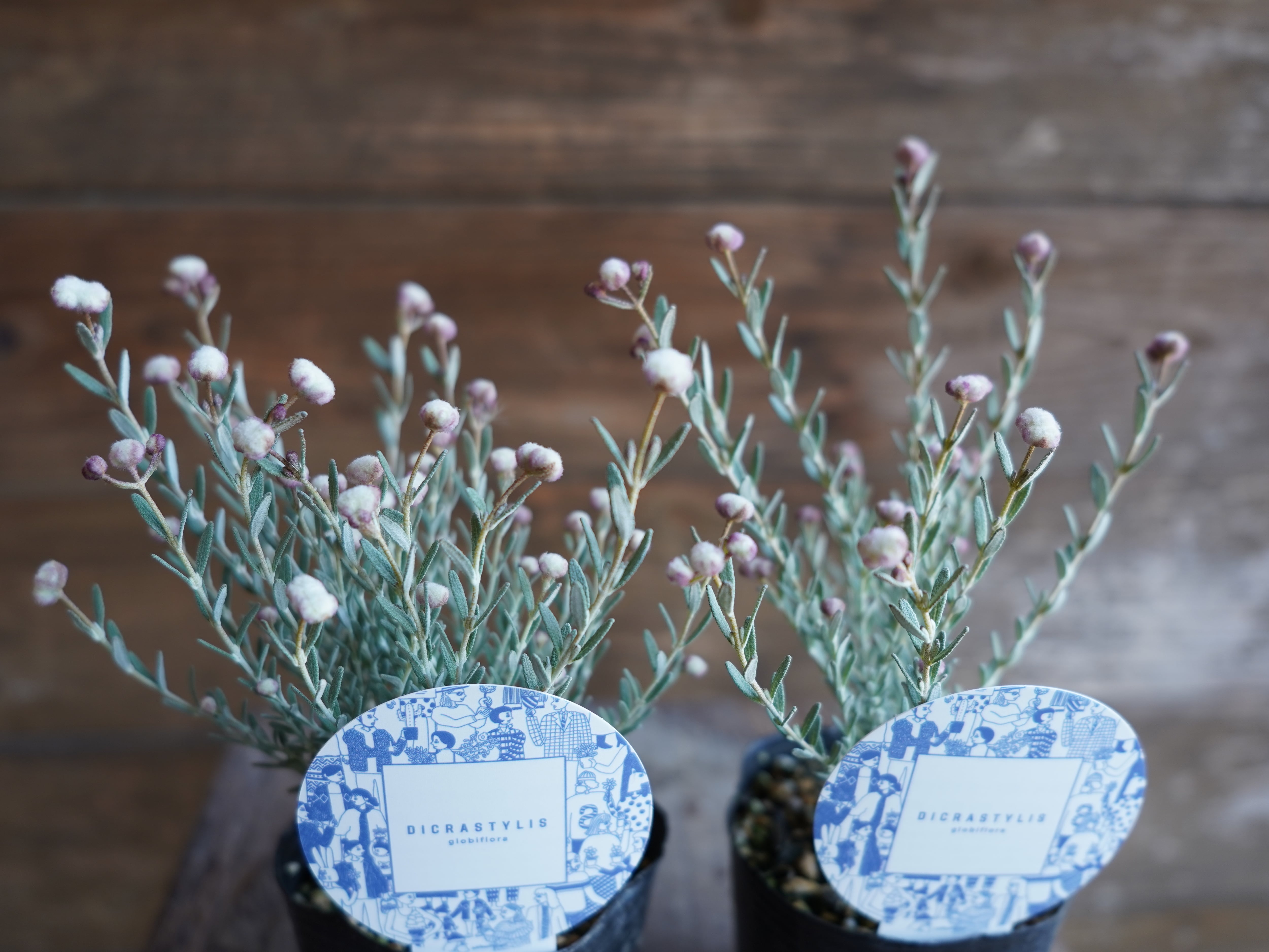 ディクラスティリス 2potセット