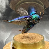 インテリア標本《ミドリフトタマムシ》