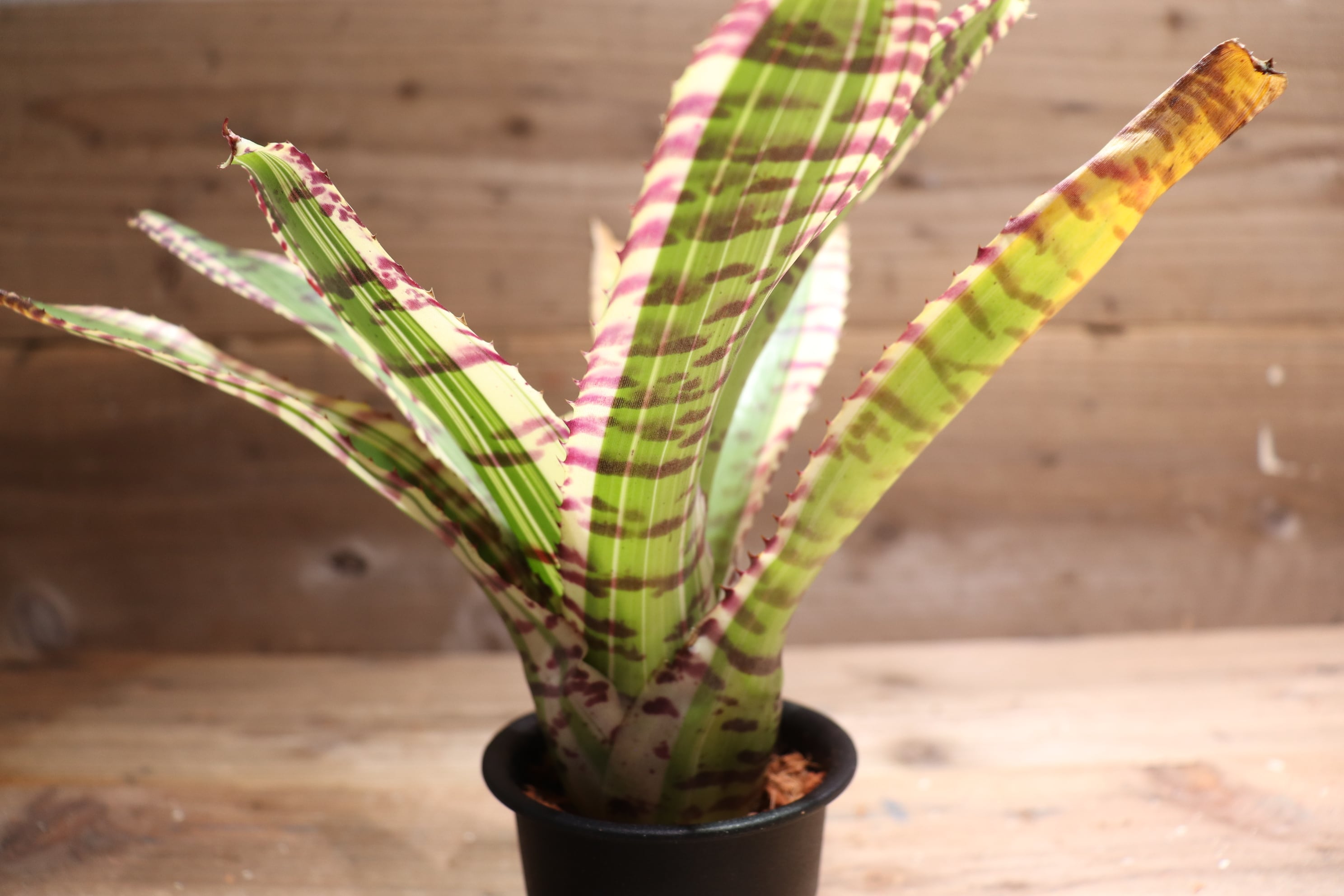 送料無料】Neoregelia 'Star wars'〔ネオレゲリア〕現品発送N0189