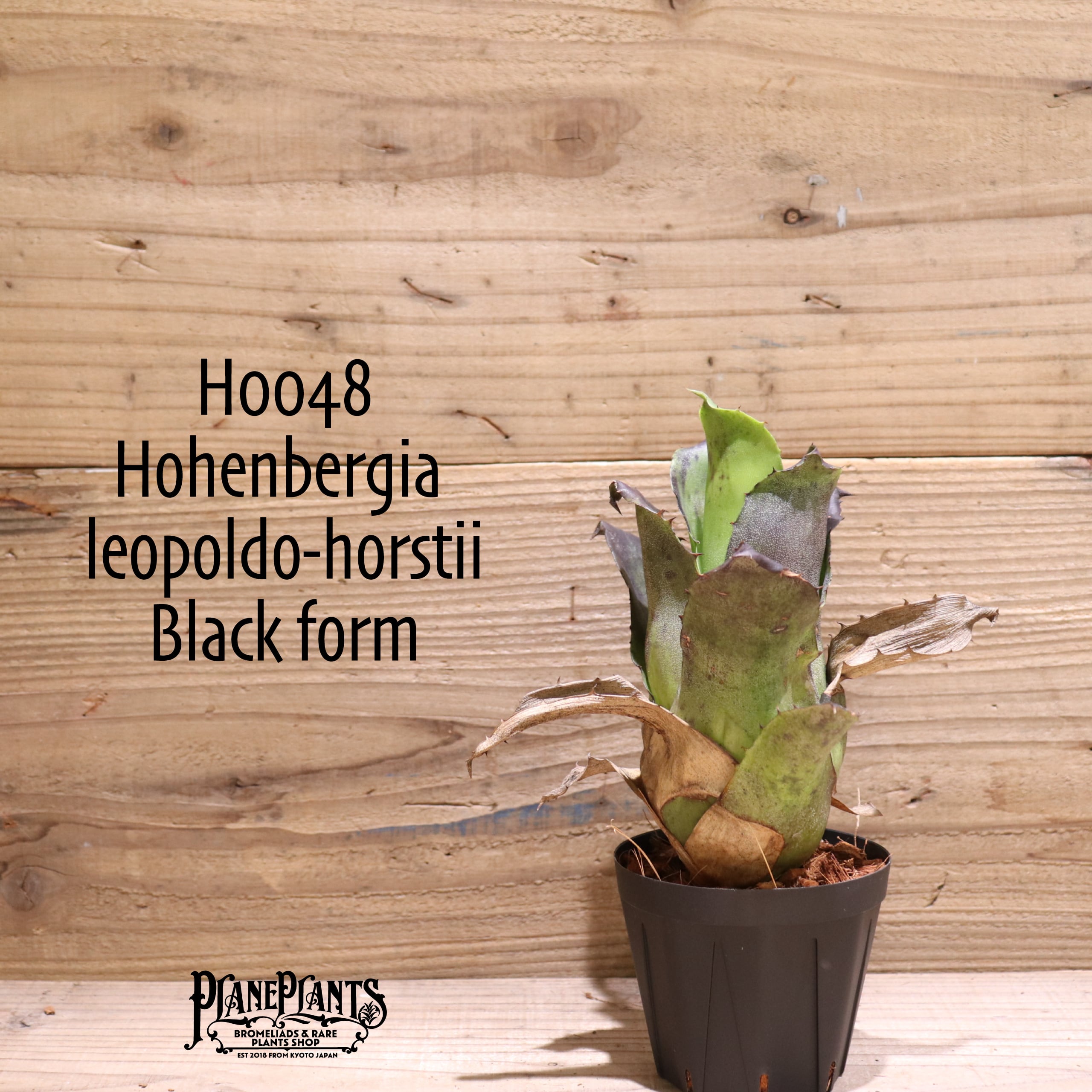 【送料無料】 Hohenbergia leopoldo-horstii (Black form) 〔ホヘンベルギア〕現品発送H0048