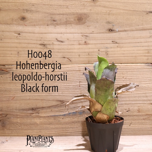 【送料無料】 Hohenbergia leopoldo-horstii (Black form) 〔ホヘンベルギア〕現品発送H0048