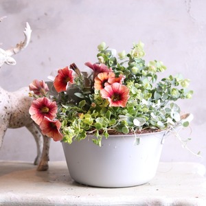 モンディマンシェ 母に贈る方寄せ植え（送料込み）　ぺとコアおなべ｜届いてすぐ飾れる完成品｜玄関インテリア｜母の日・新築・開店祝いギフト