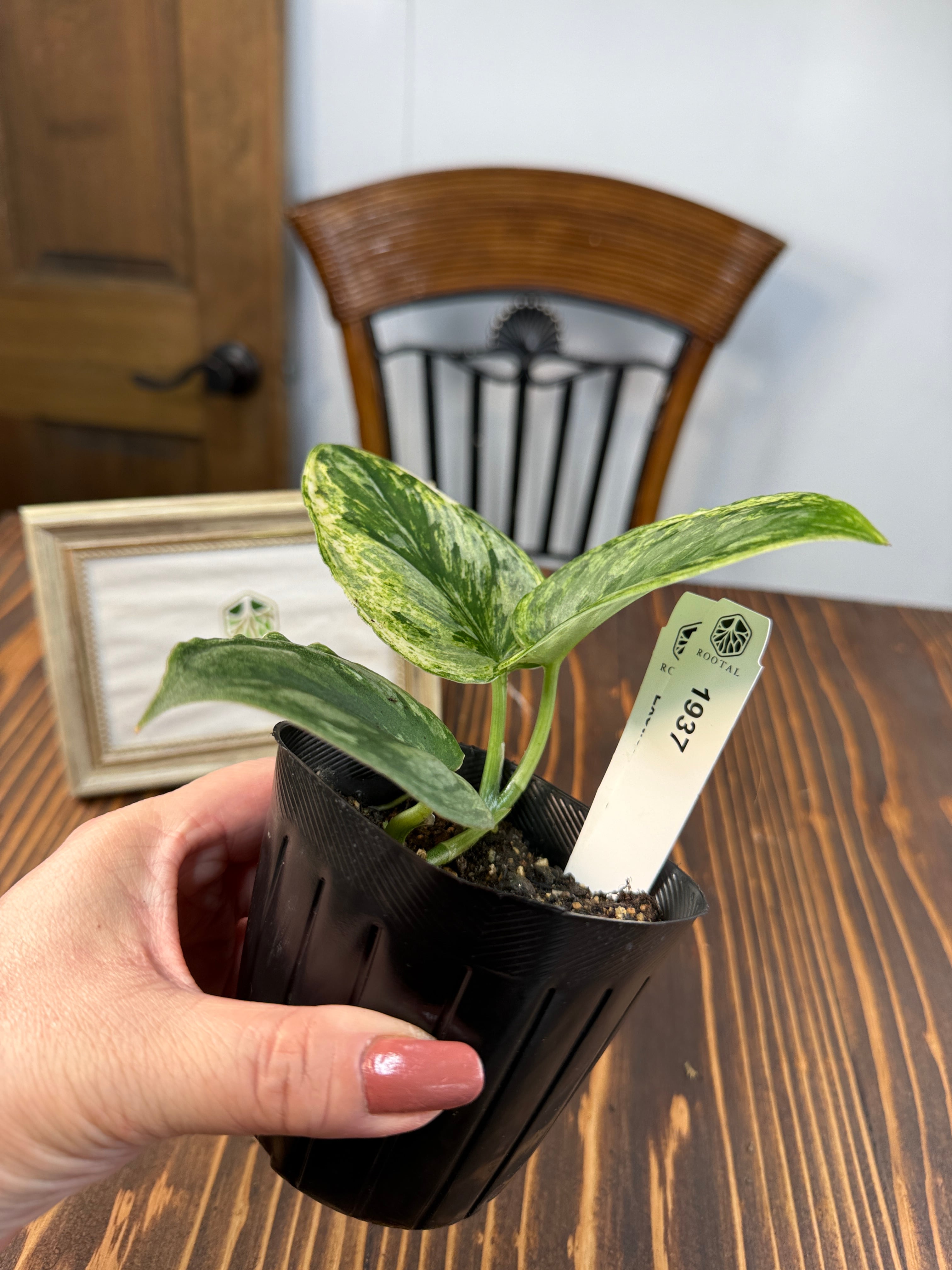 ☆1937【輝くホログラム】スキンダプサス エキゾチカ ホログラム(3.5号